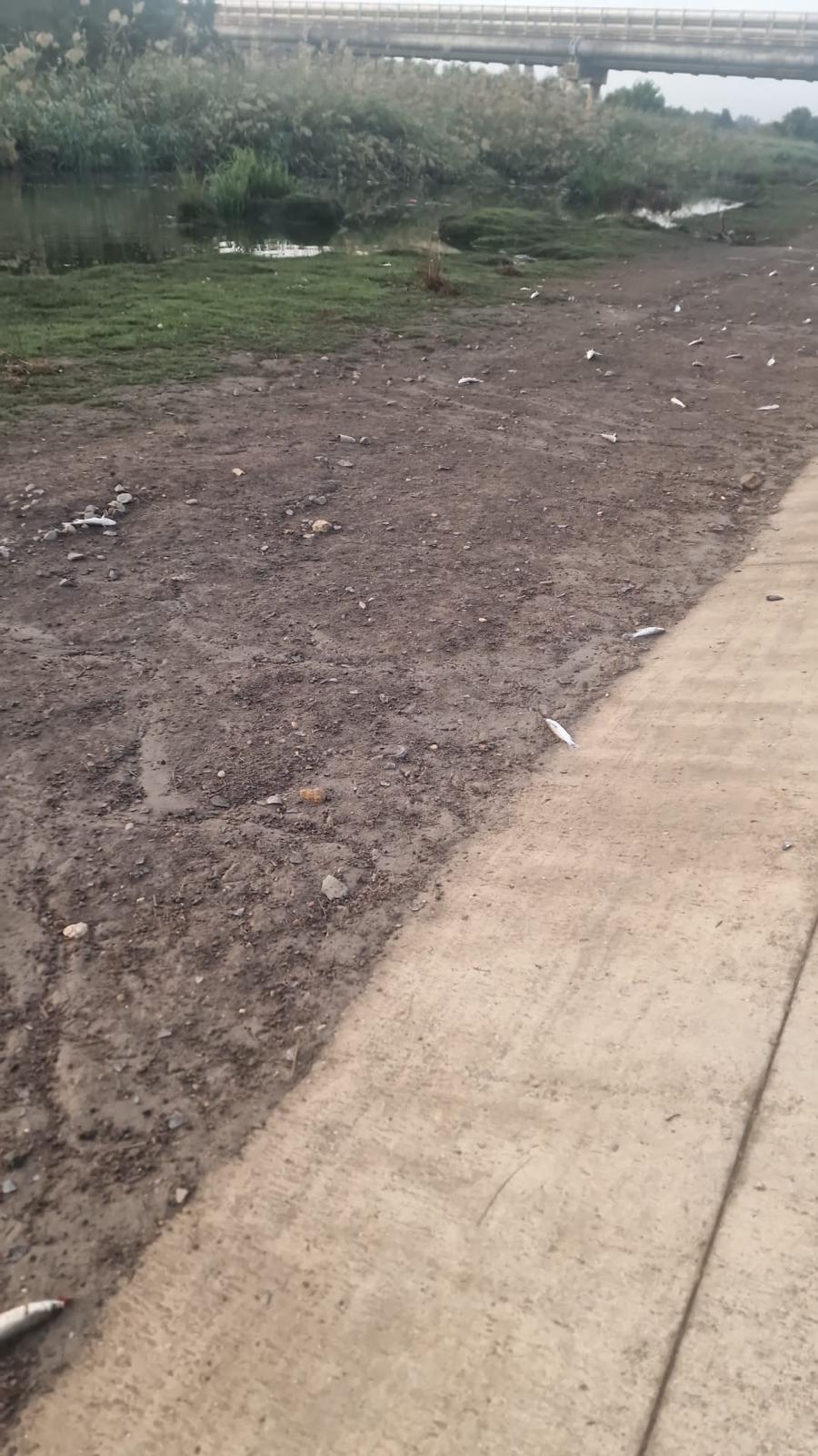 Peces muertos en el Guadaíra.