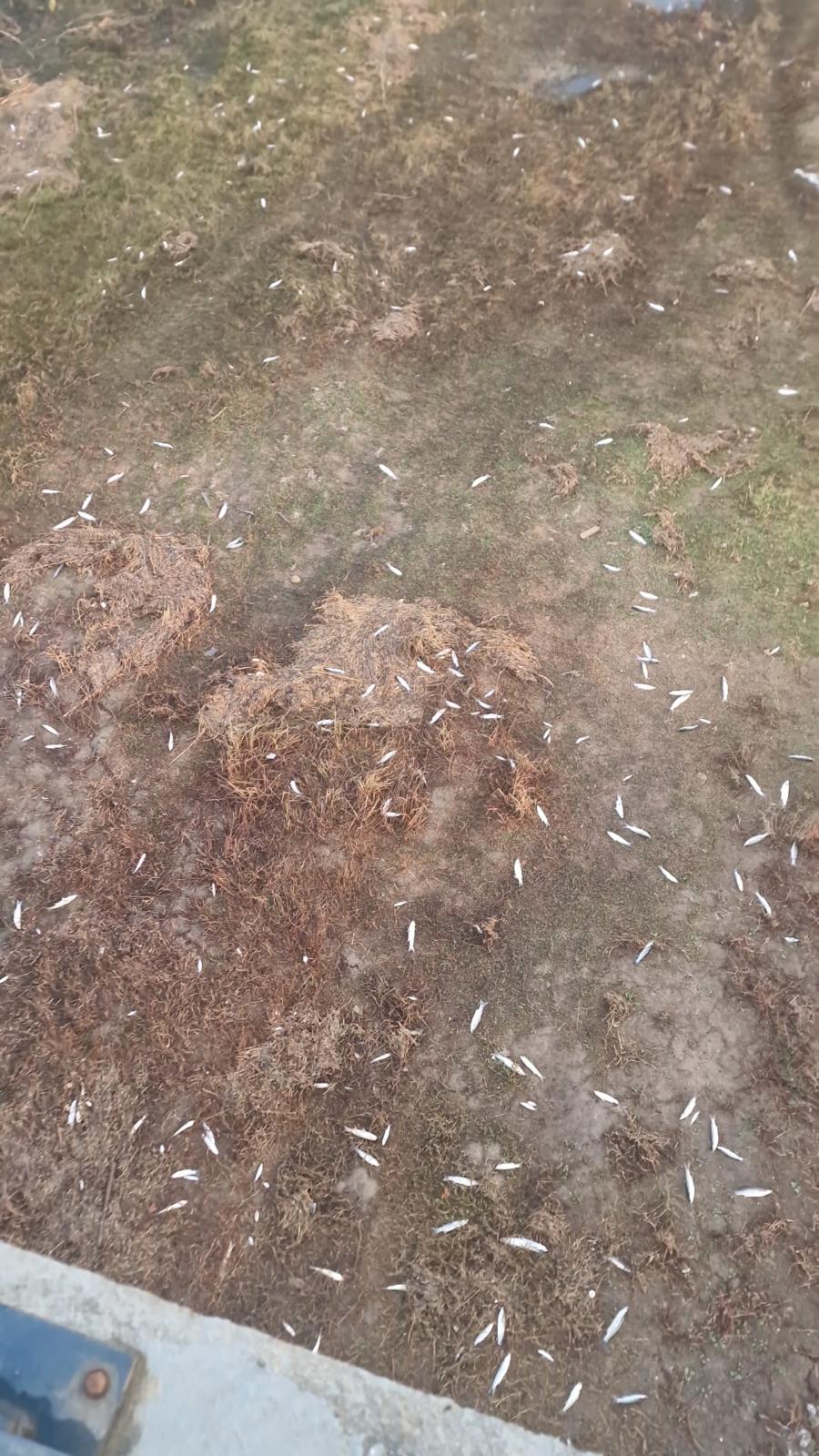 La CHG ha abierto una investigación.