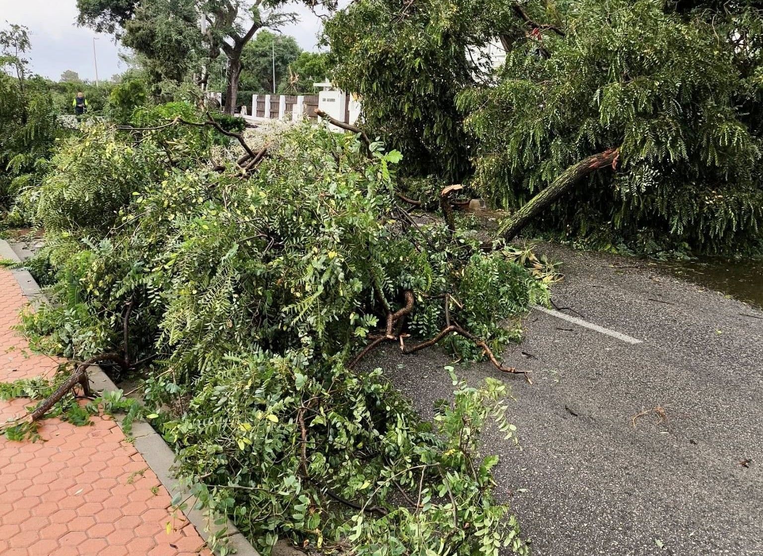 Árboles caídos en Costa Ballena.