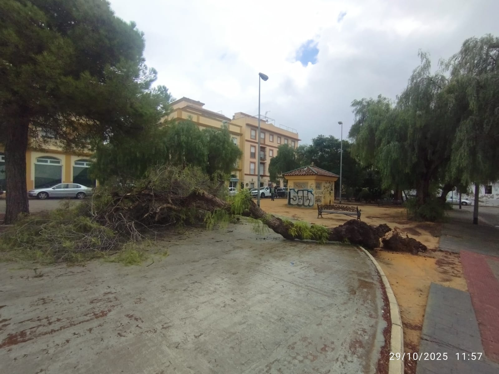 Un árbol caído en Sanlúcar, en una imagen del PP.