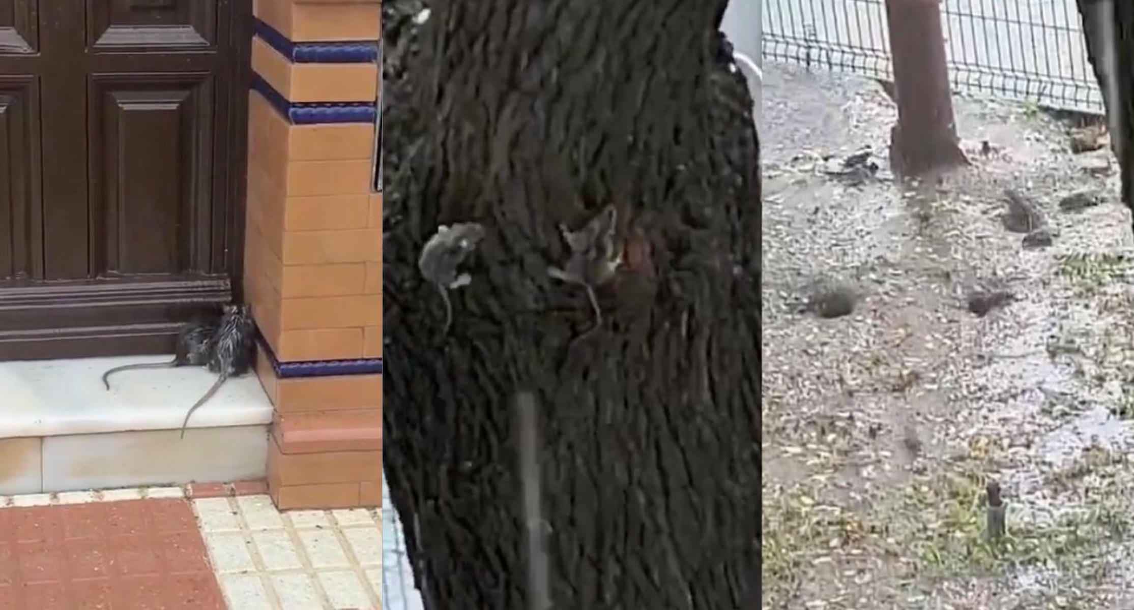 Tres imágenes de ratas en Sevilla por el temporal.