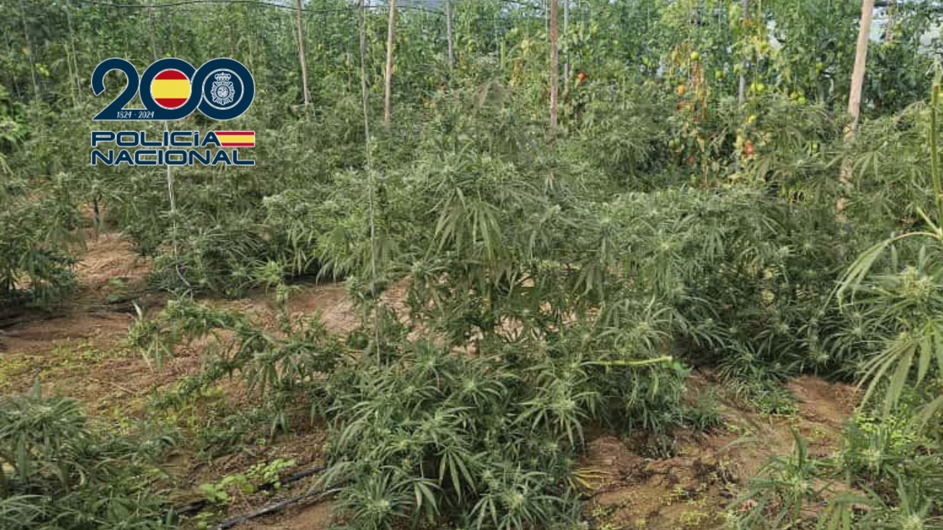 Plantación de marihuana en Sanlúcar.