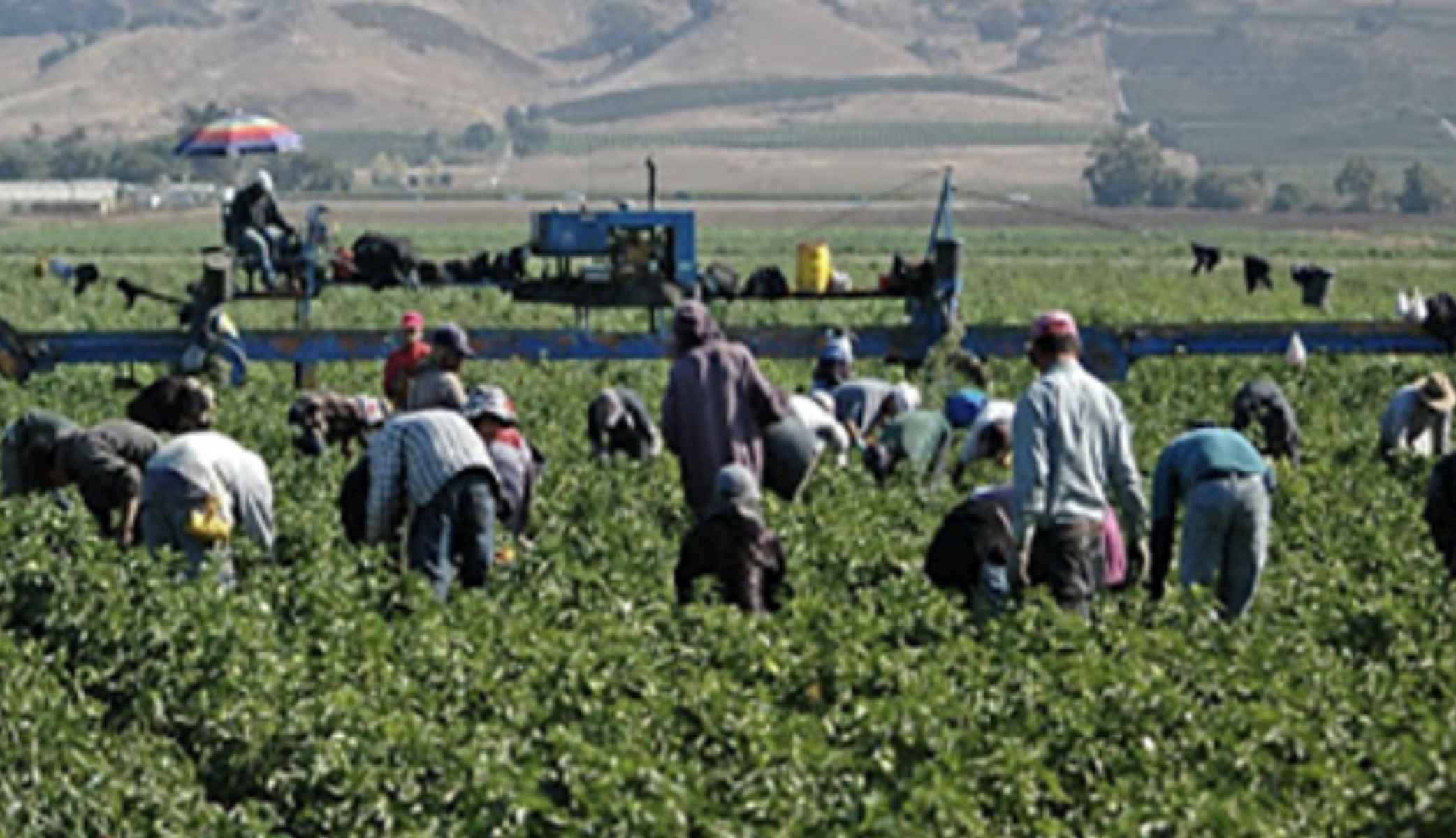 Trabajadores en el campo, donde la explotación laboral suele darse con frecuencia.