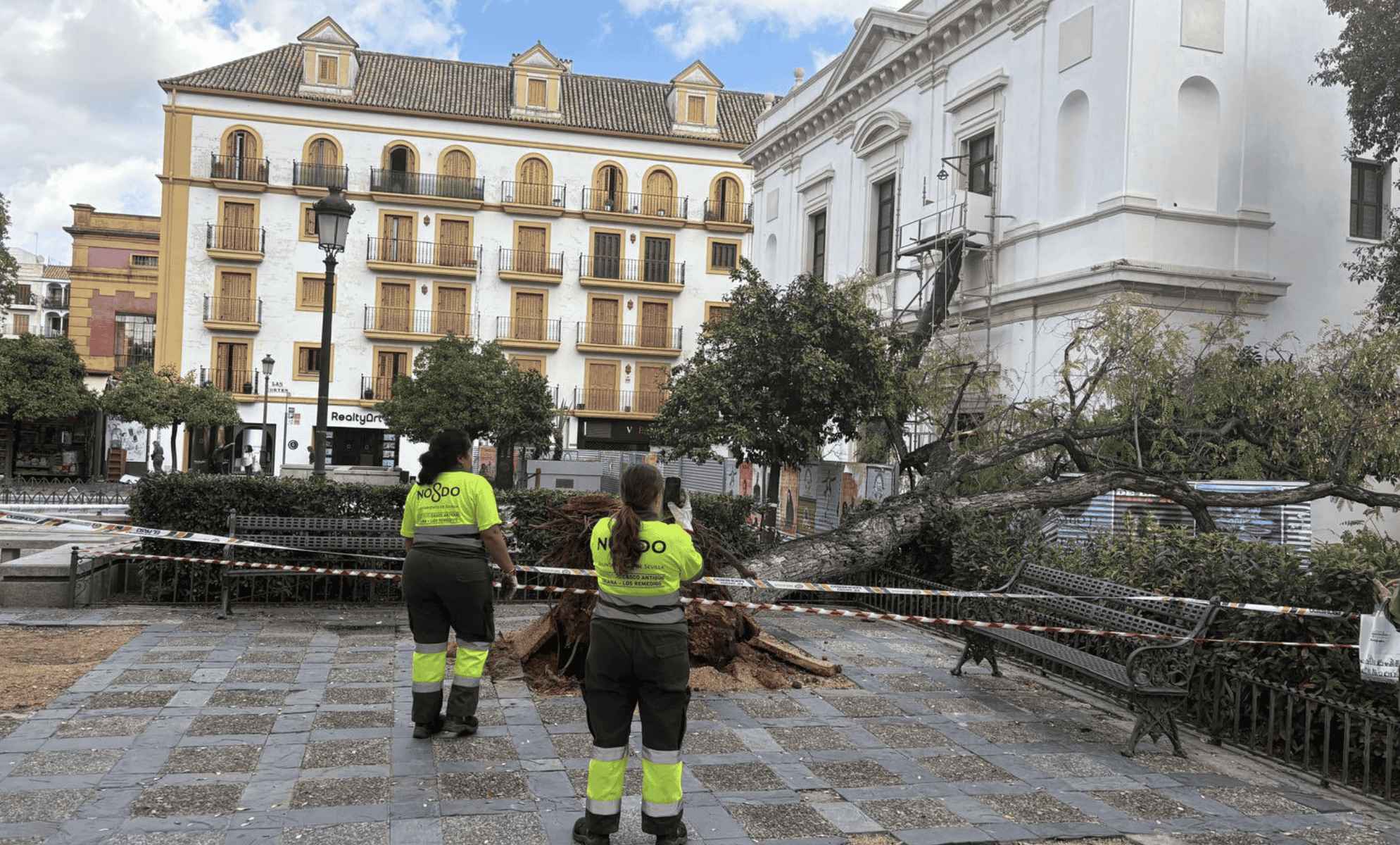 El árbol de grandes dimensiones que ha caído en Sevilla cerca de un parque infantil.