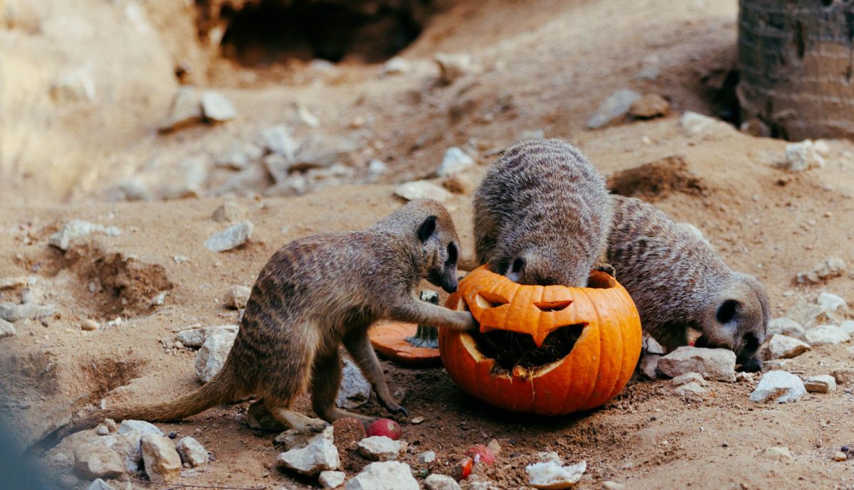 La calabaza de Halloween no podía faltar.