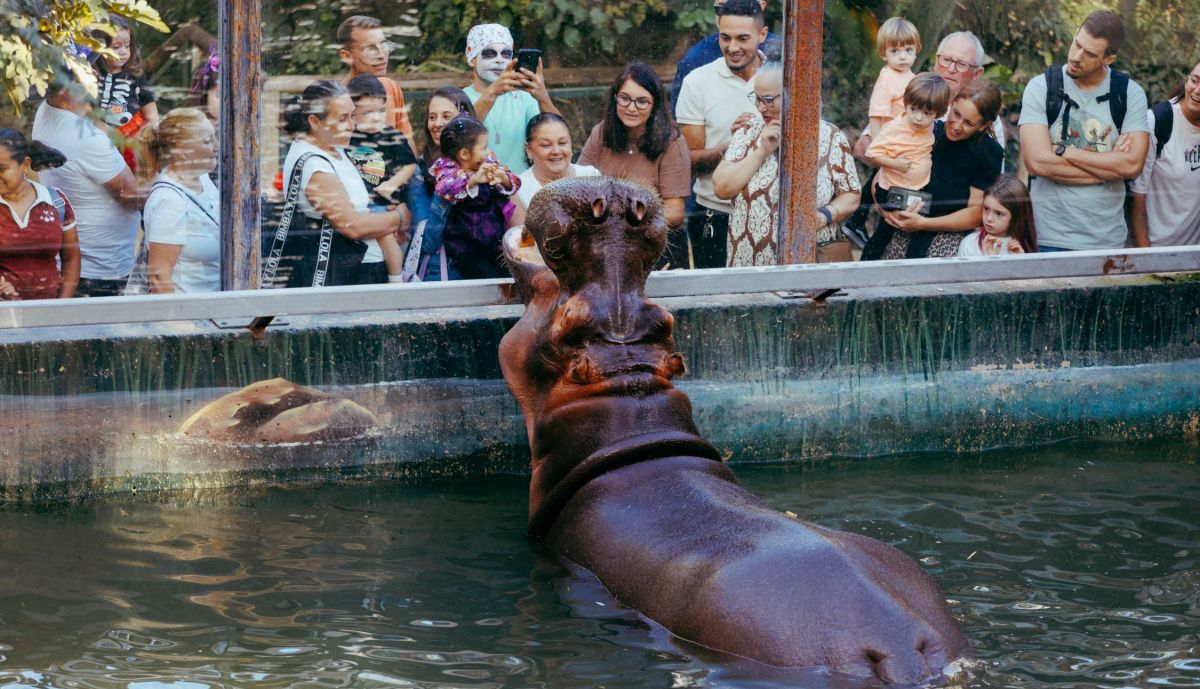 Varias personas contemplan al hipopótamo.
