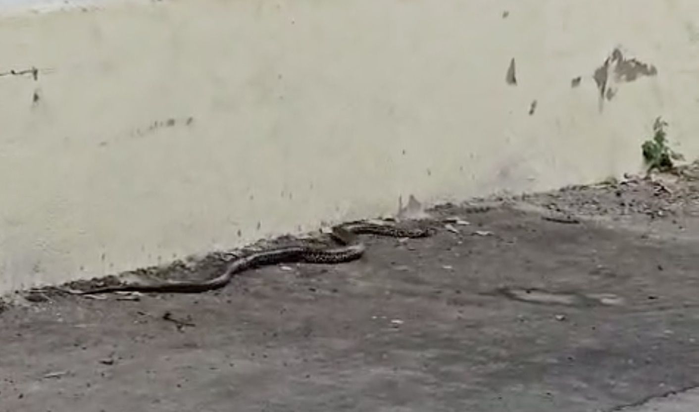 Una serpiente por el casco histórico de Jerez.