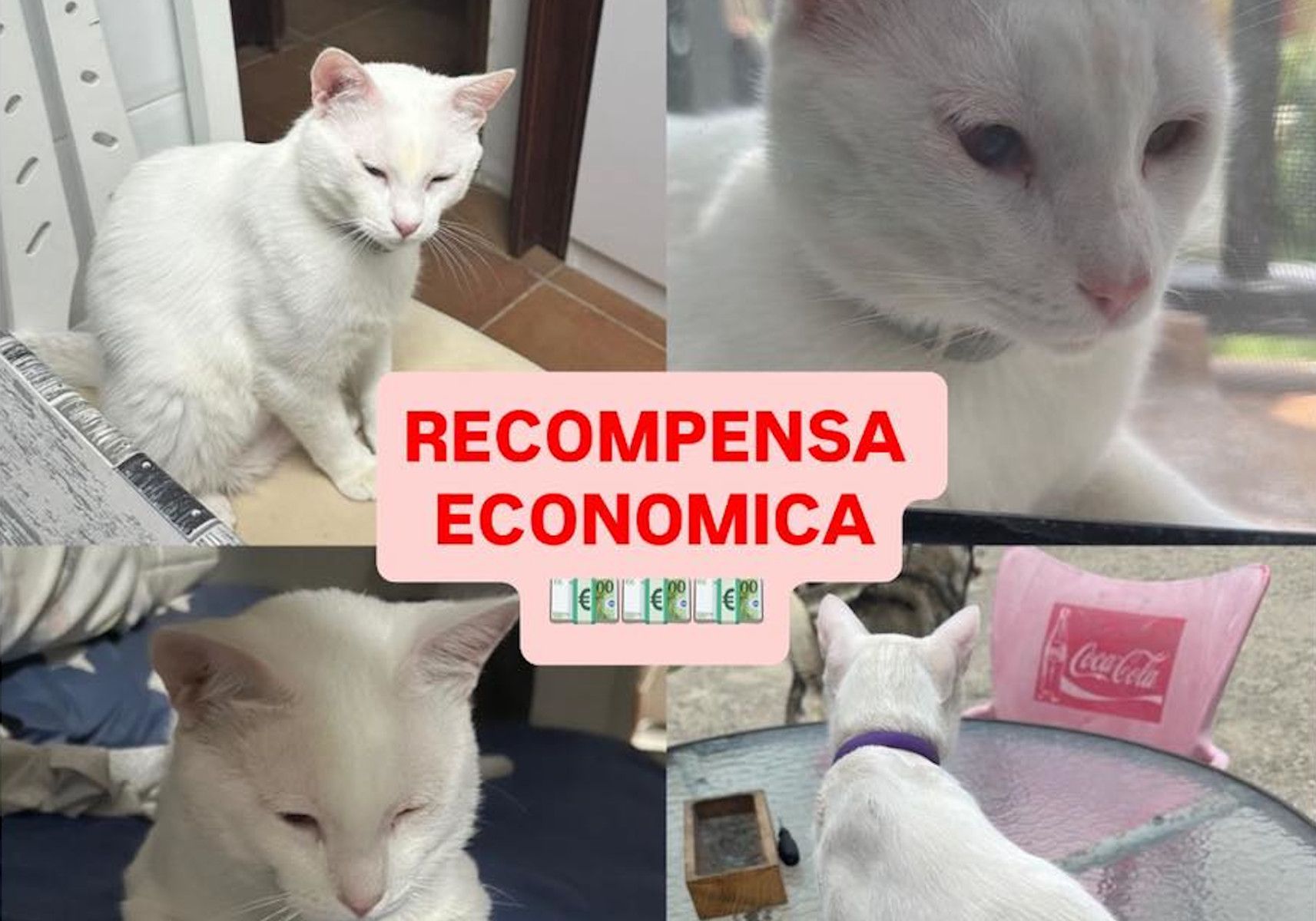 Gato perdido en Puerto Real.