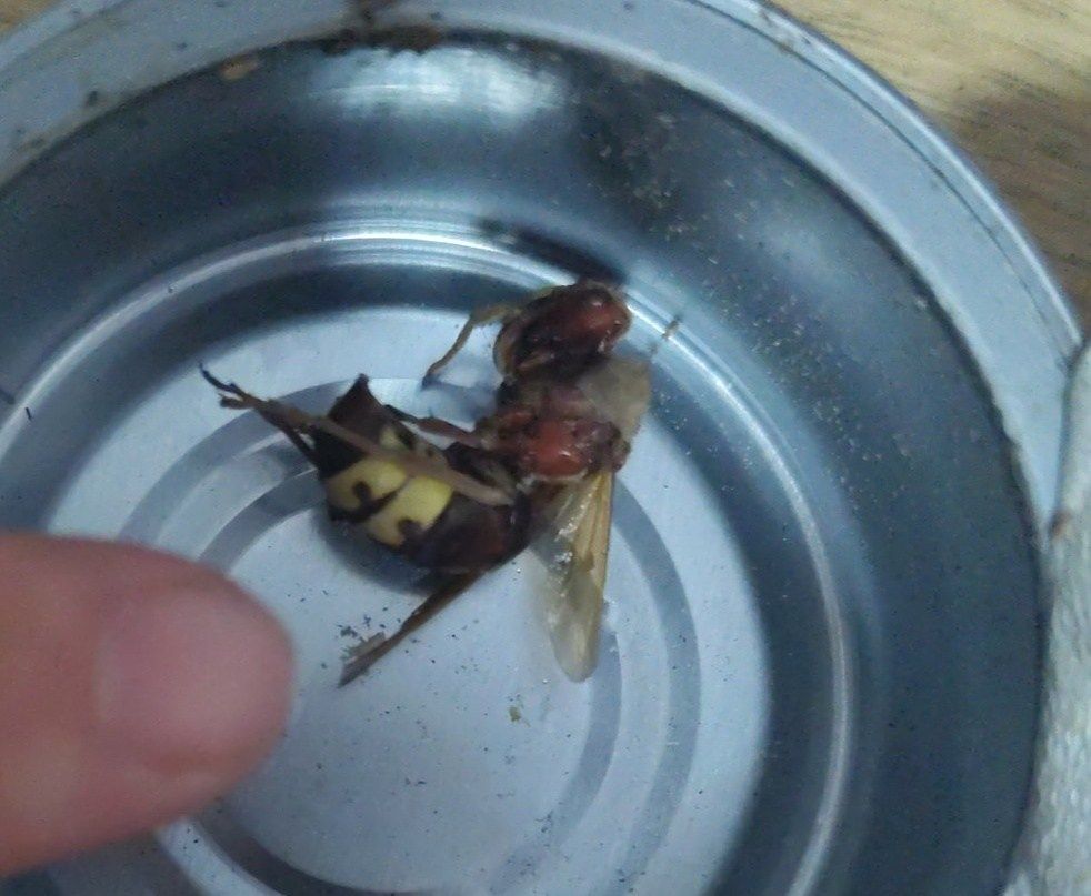 Un avispón oriental encontrado por una vecina de Sanlúcar.