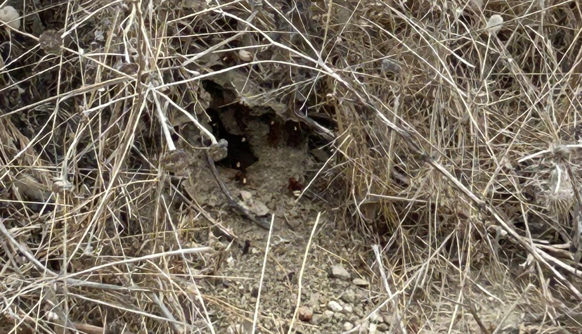 Nido de avispón oriental en San Roque.
