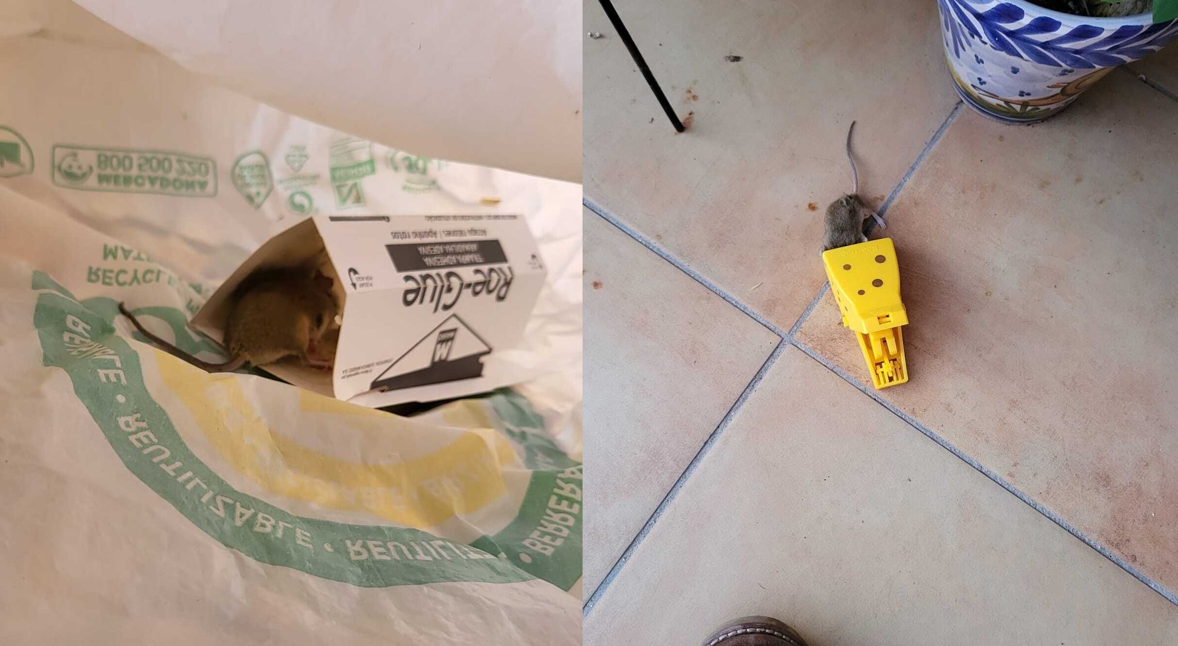 Algunos de los ejemplares cazados por vecinos en la zona.