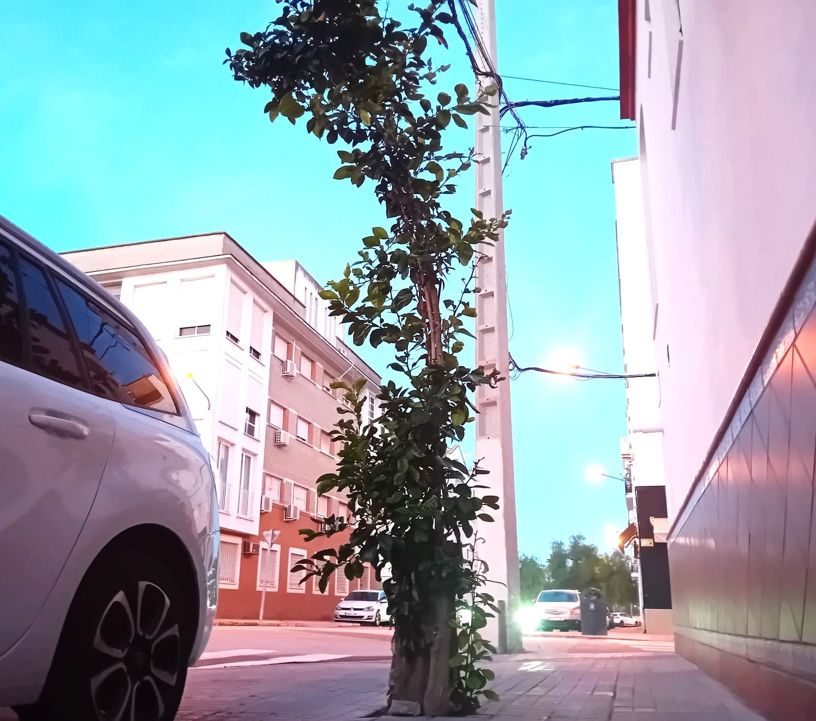 El naranjo resucitado de Los Palacios por voluntad de un vecino que no lo dejó morir.