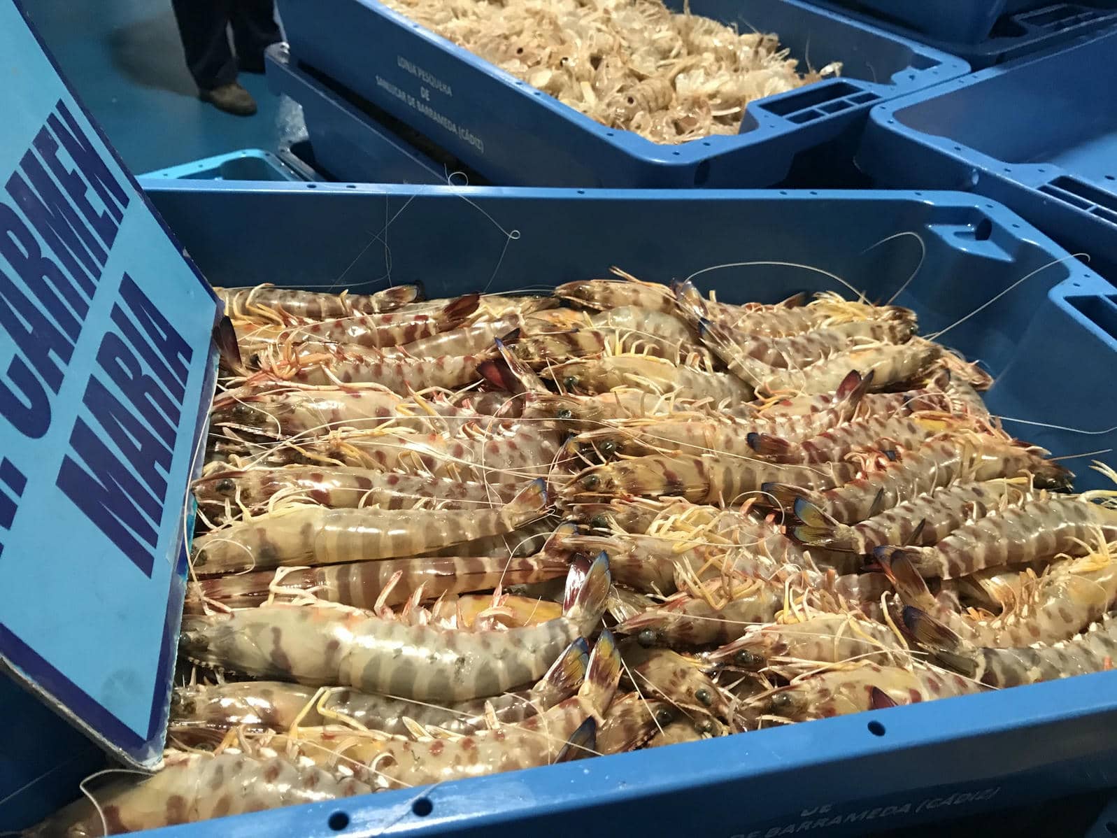 Langostinos de Sanlúcar. Langostinos de Sanlúcar.