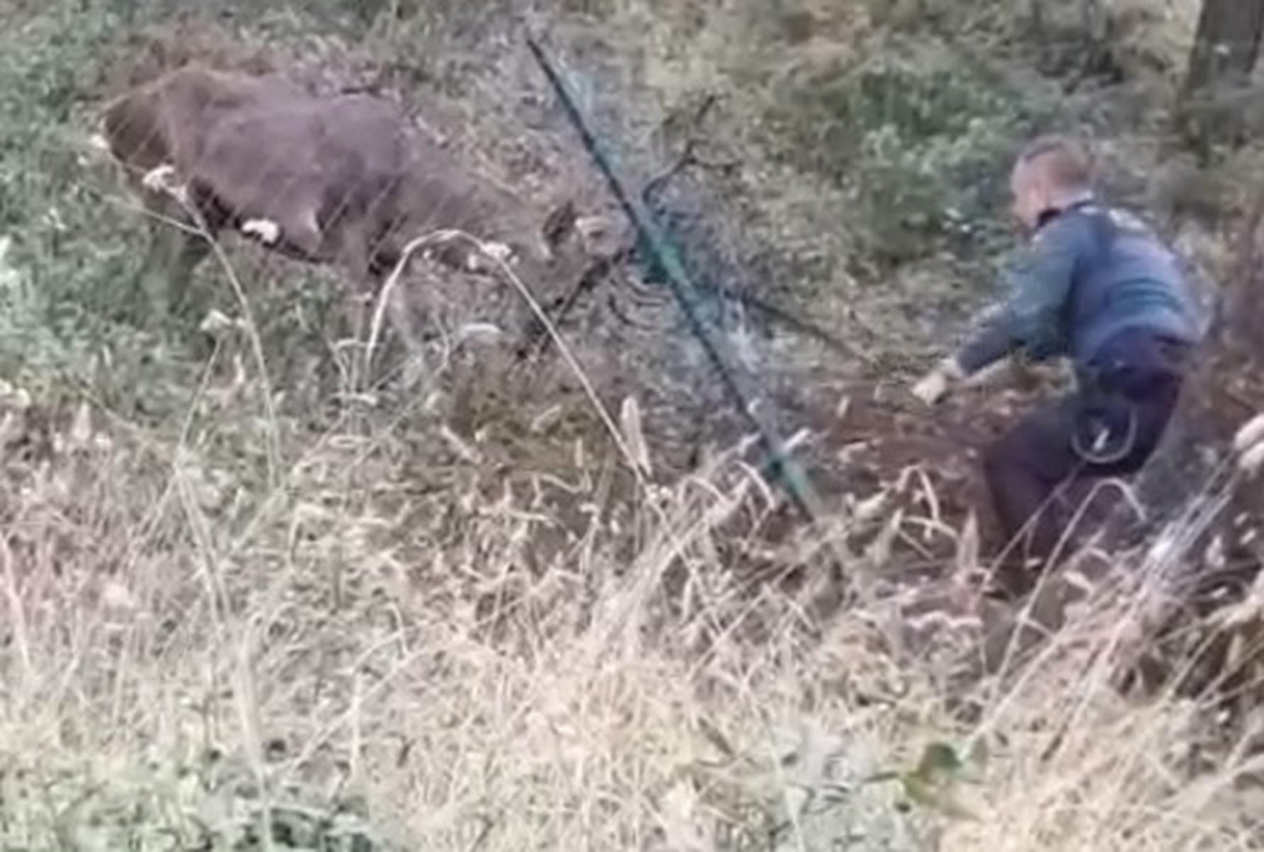 El rescate del ciervo por parte de la Guardia Civil en San José del Valle. El rescate del ciervo por parte de la Guardia Civil en San José del Valle.