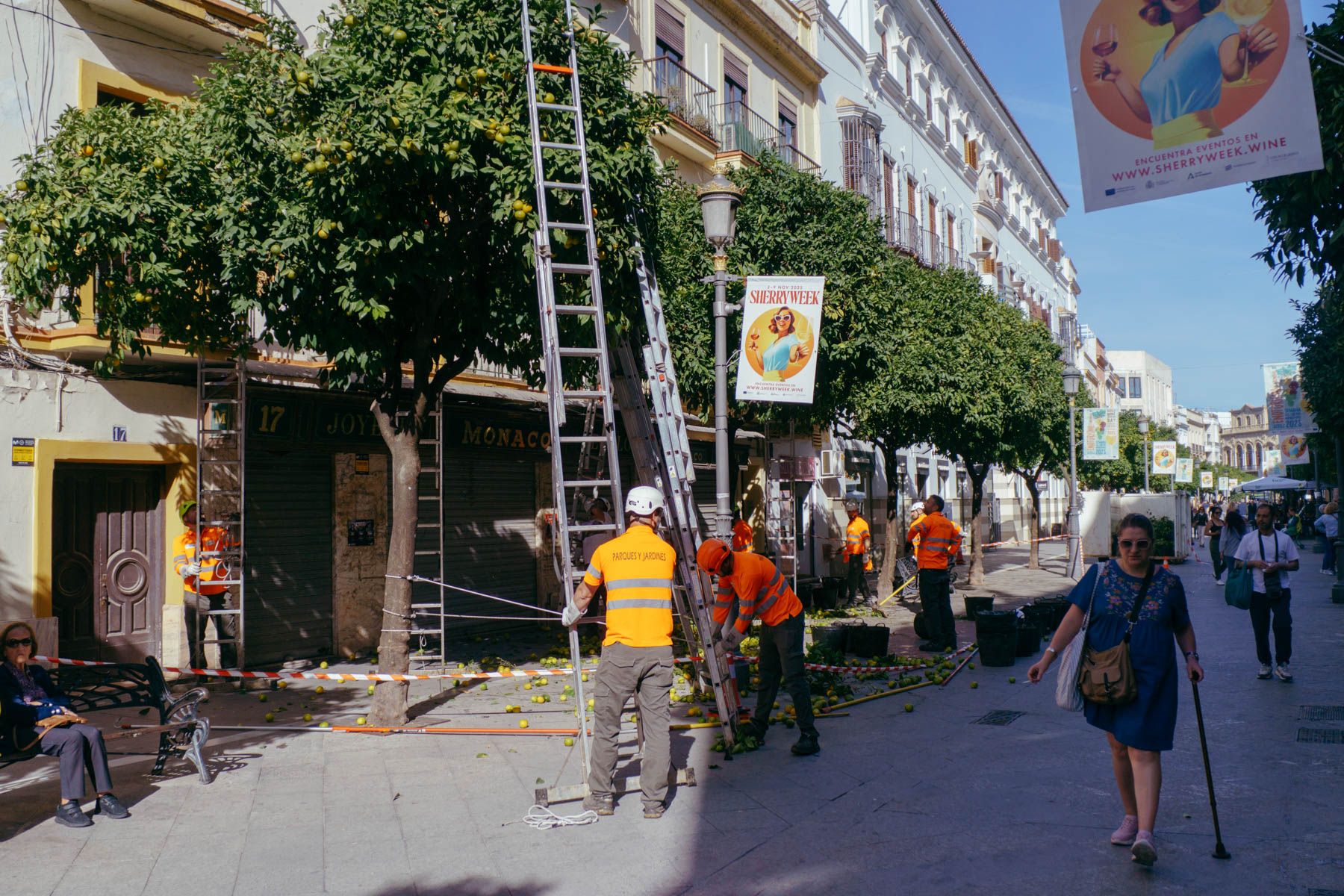 Recolecta de naranjas agrias en el centro de Jerez. 