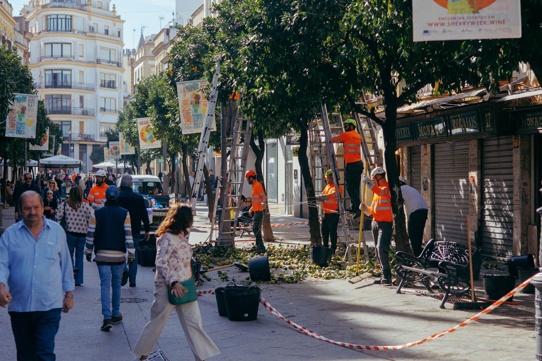 RECOLECTANDO NARANJAS CALLE LARGA 2025 3