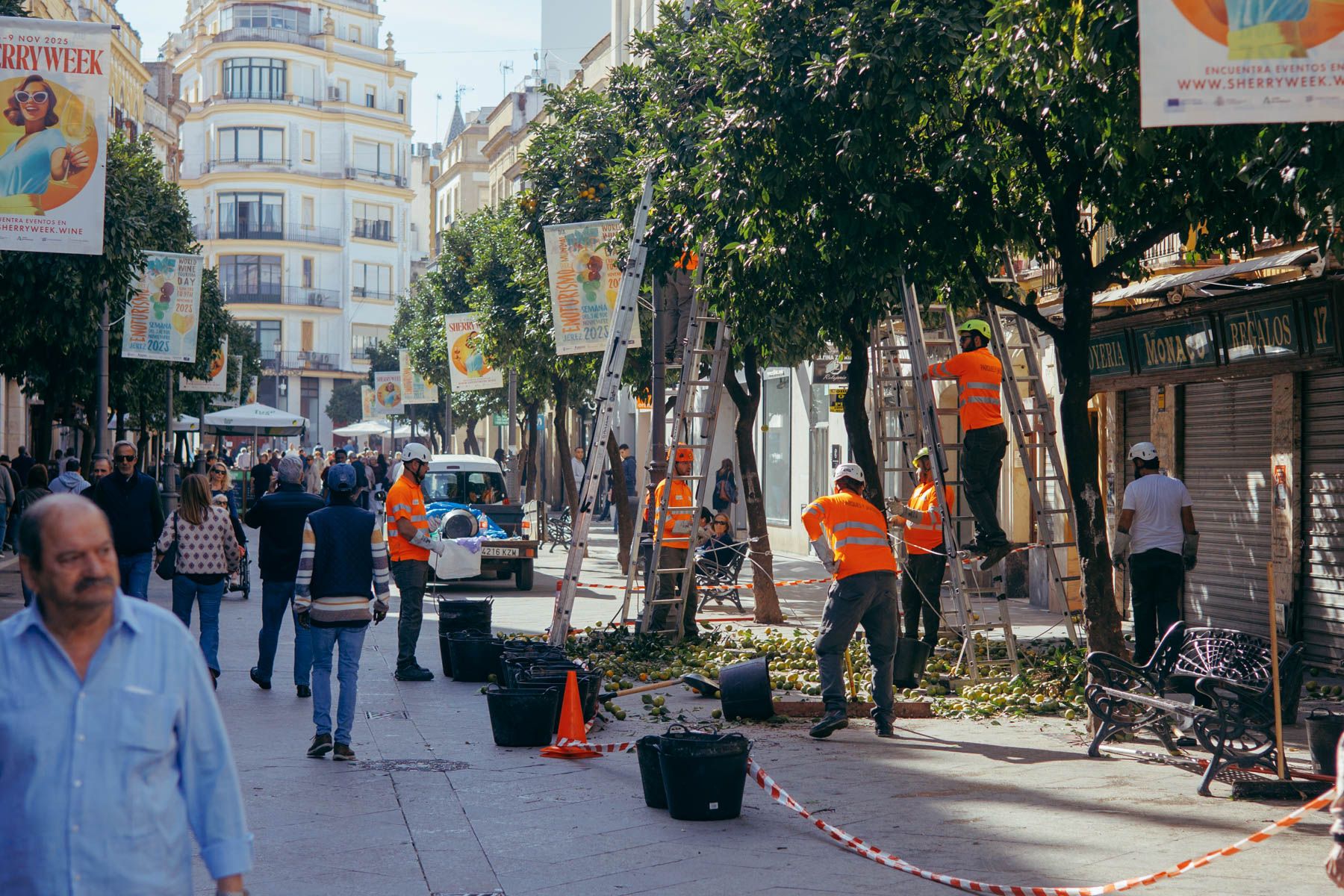 Operarios de recogida de naranjas en el centro de Jerez. Operarios de recogida de naranjas en el centro de Jerez.
