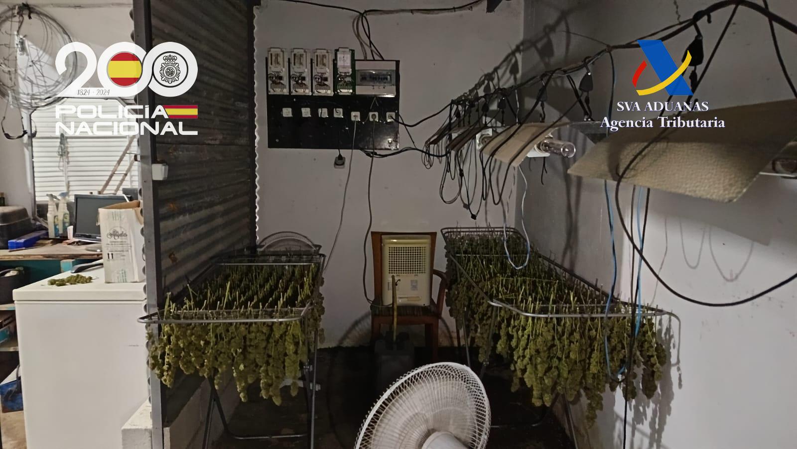 Marihuana en tendederos. Marihuana en tendederos.