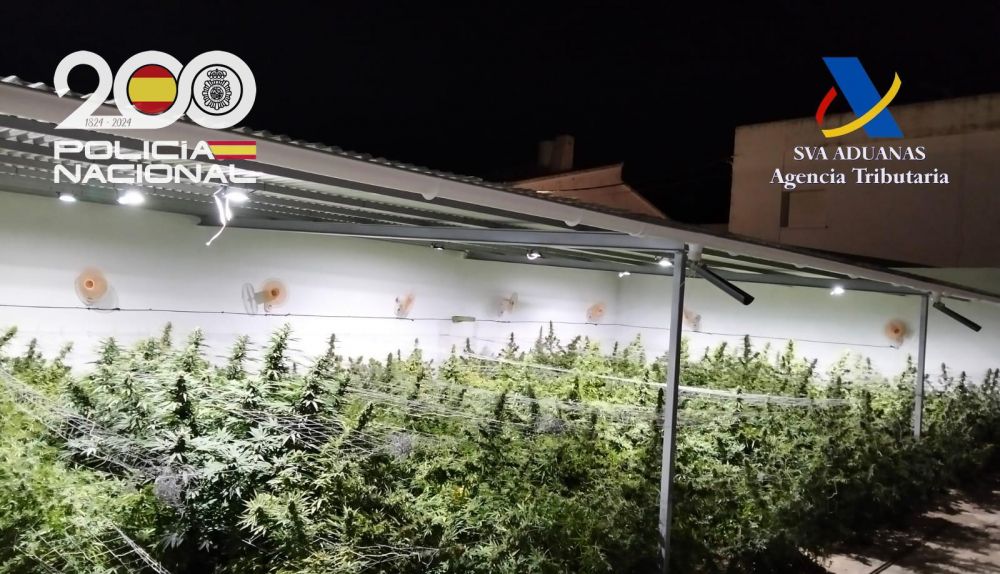 Plantación de marihuana en Marismilla.