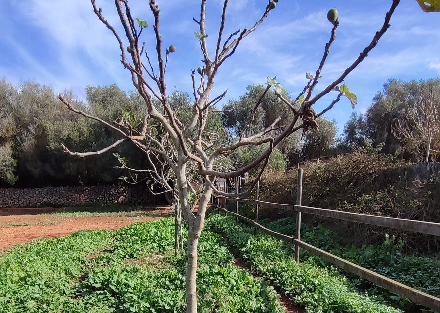 Una higuera, en una imagen reciente.