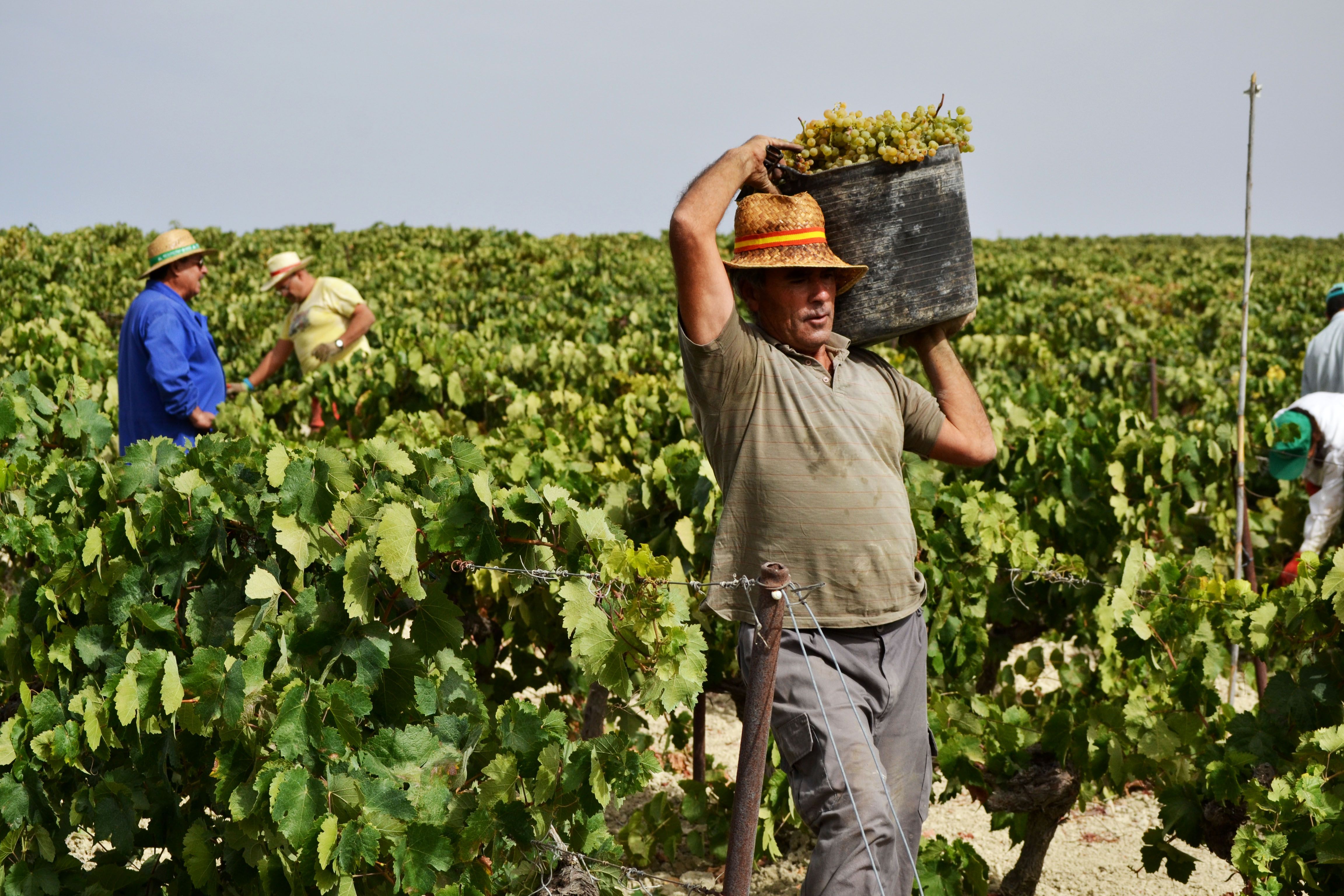 Un vendimiador recogiendo uva en un pago del Marco de Jerez