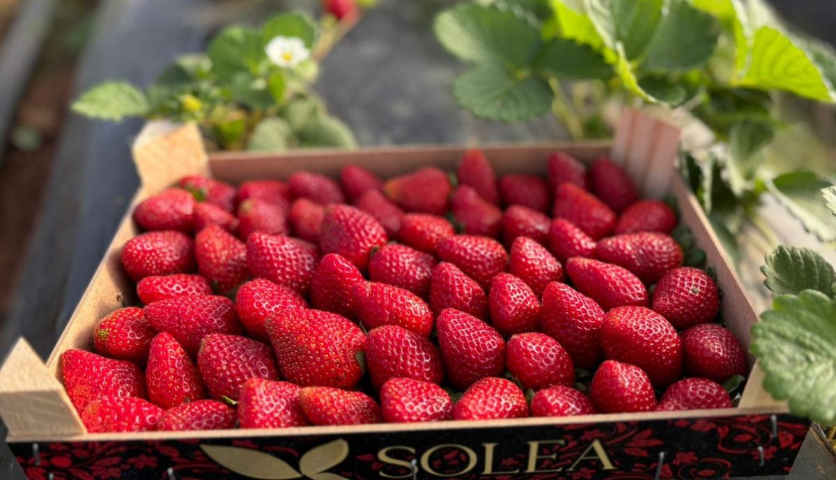 Muestra de la cosecha de fresas de Sur Fruit, en este mes de noviembre.