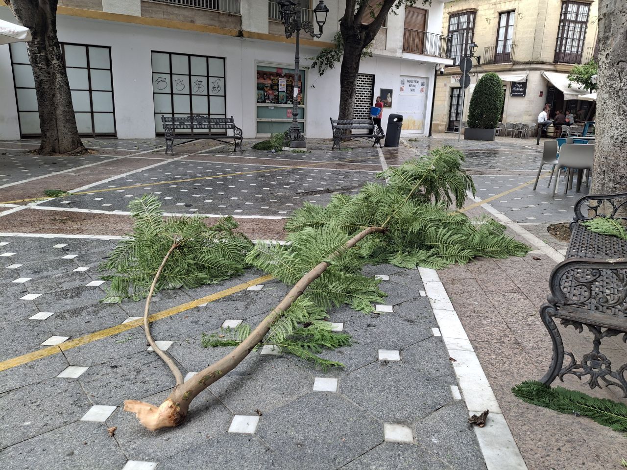 Una jacaranda caída en la plaza Plateros de Jerez por el temporal, este sábado.