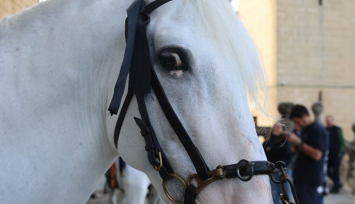 funeral Alvaro Domecq  10