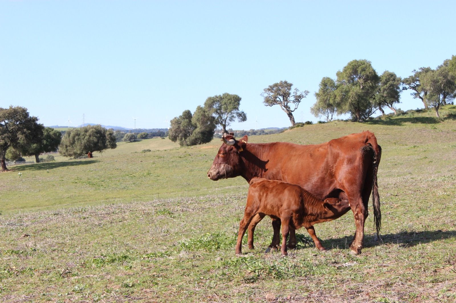 Vaca de raza autóctona.