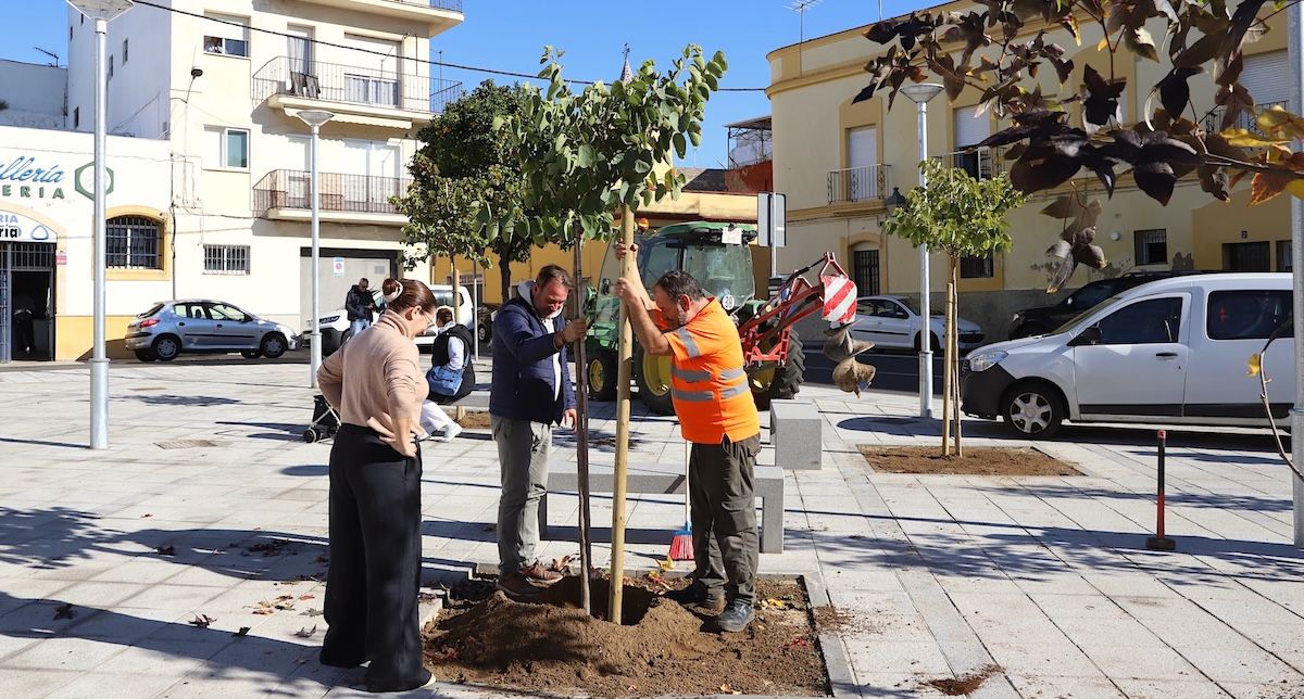 Plantación de árboles en la plaza del Carbón de Jerez.