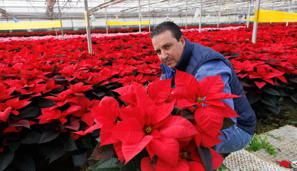 La empresa lebrijana exporta flores de Pascua a toda España.