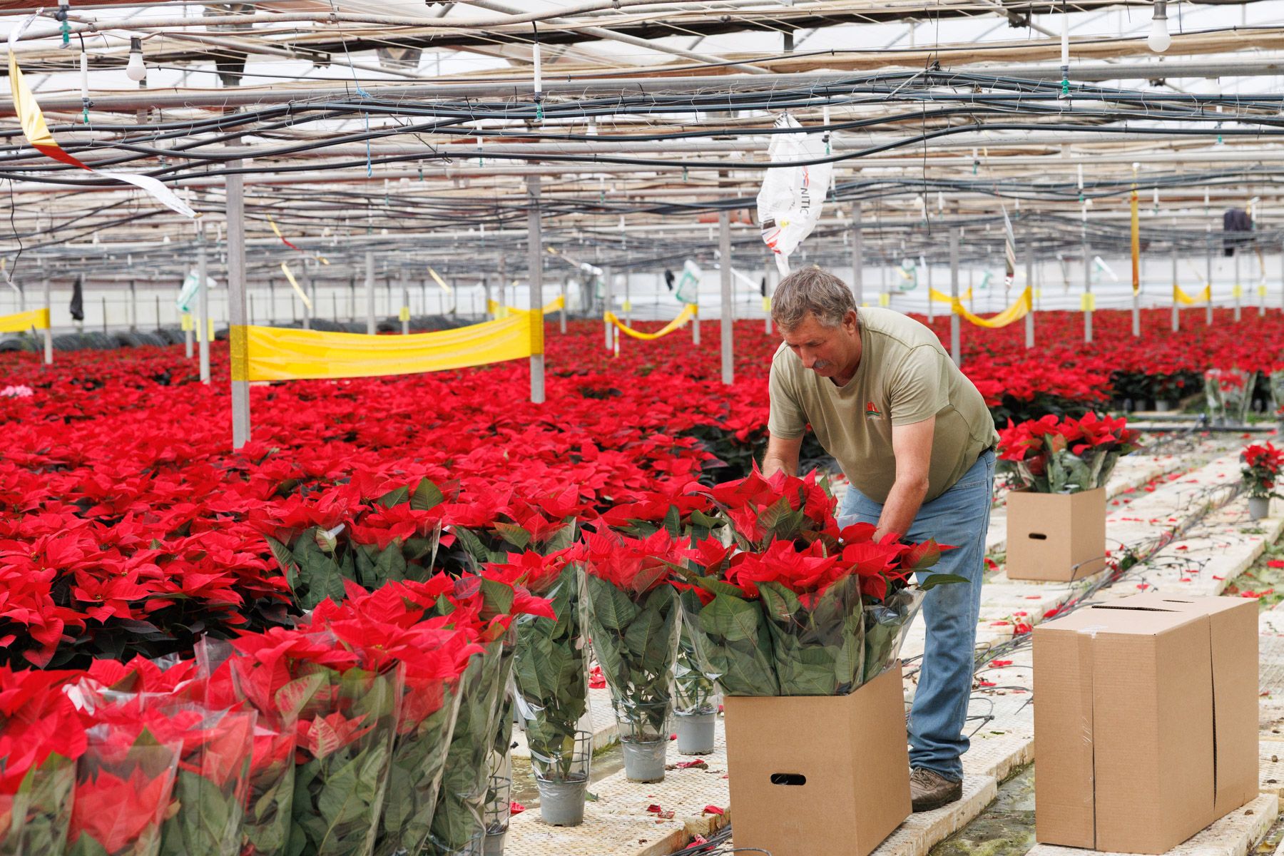 Flores de Pascua en Flores de Lebrija SL. Flores de Pascua en Flores de Lebrija SL.