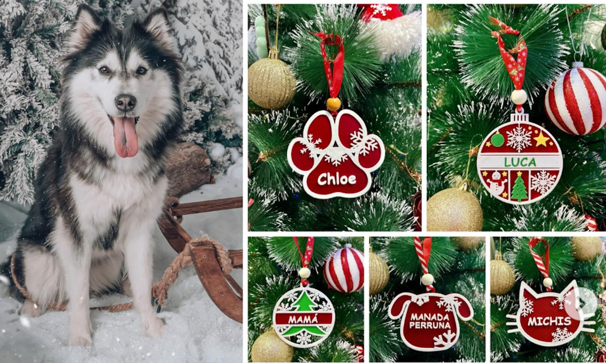 Ayuda para Chloe, una perrita hospitalizada en Chiclana.