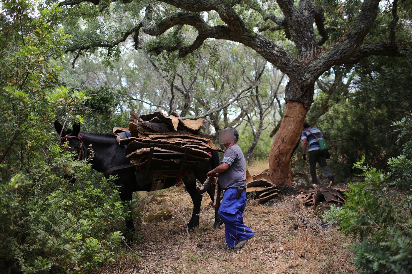 Descorche en los Montes de Propio, dentro del Parque Natural de Los Alcornocales.