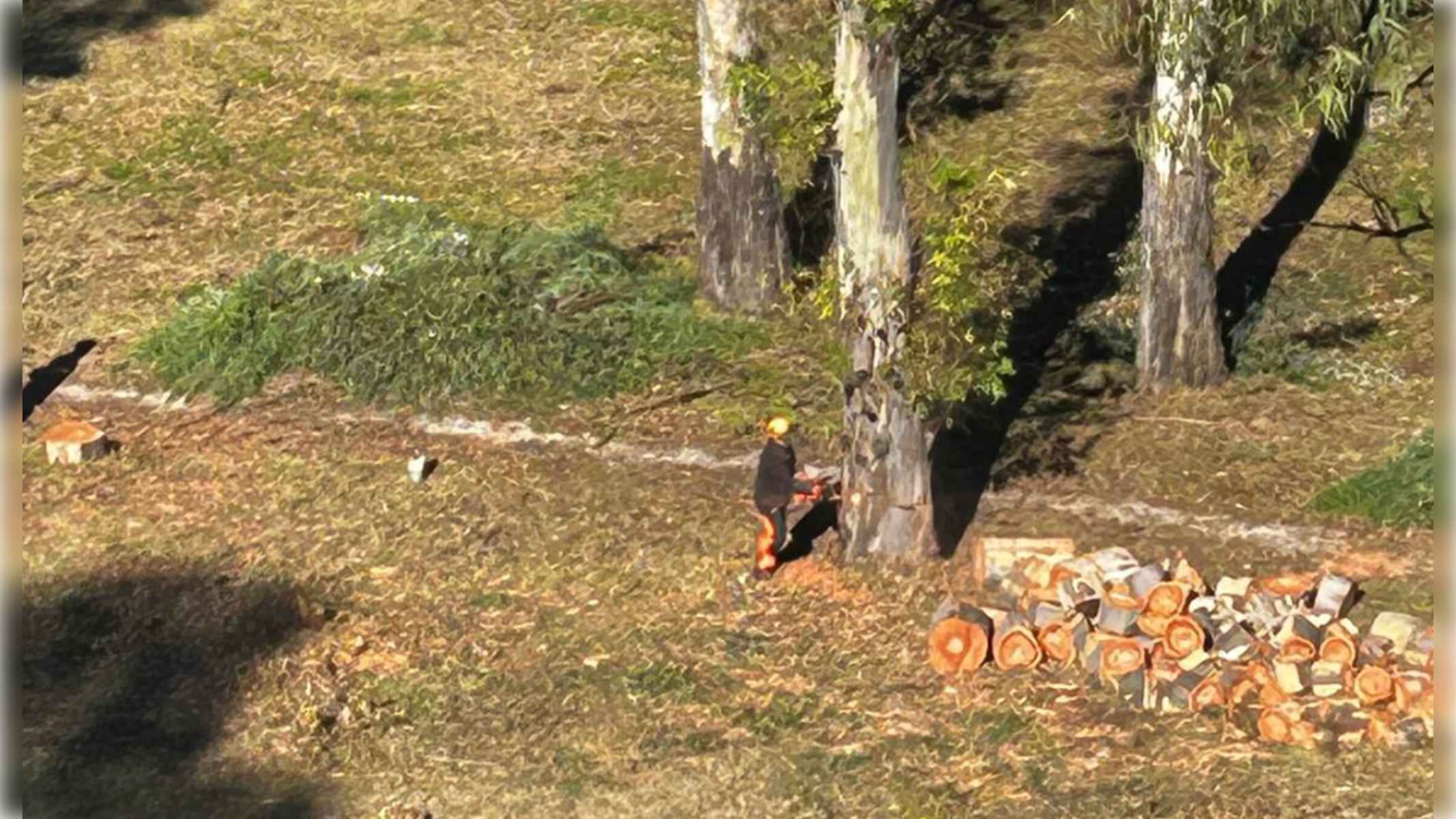 Una imagen de la tala de árboles denunciada por Agaden-EA.