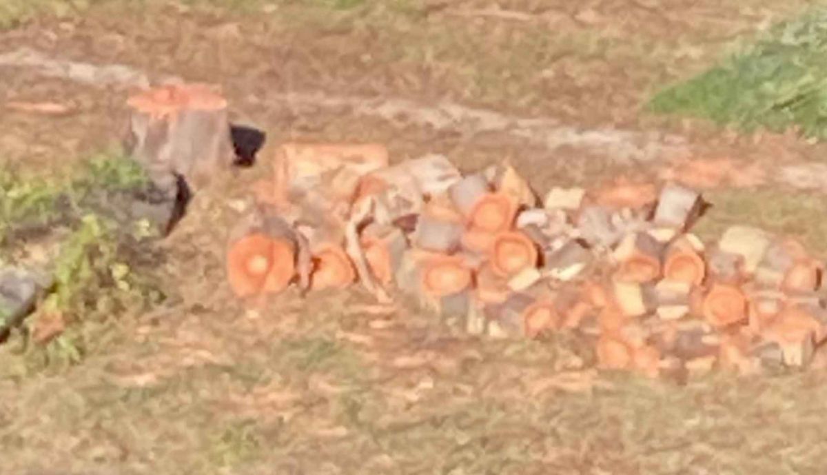 Restos de árboles tras la tala.