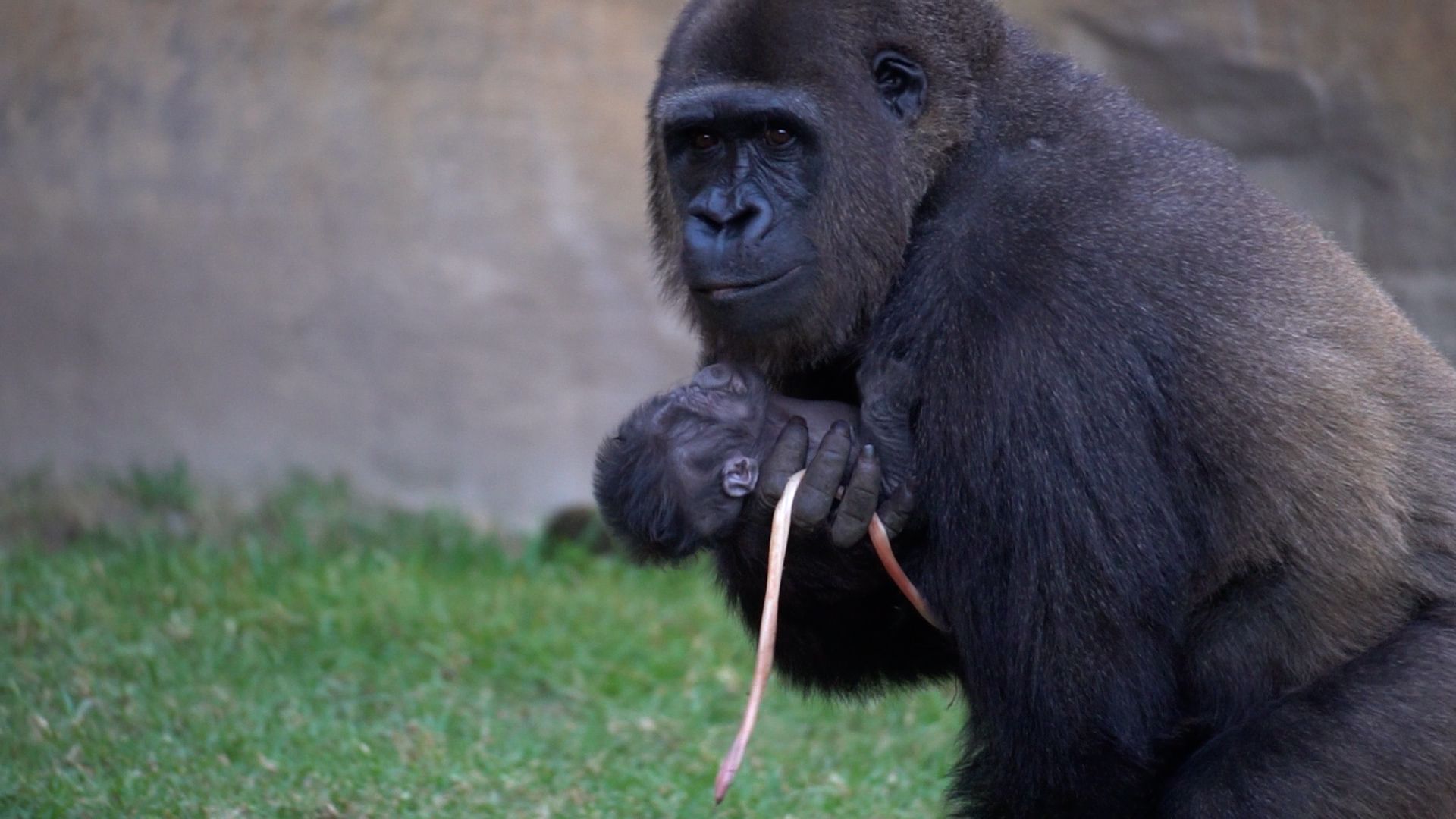 Así ha sido el nacimiento de la cría de gorila de llanura occidental en Bioparc Fuengirola, en Málaga. Así ha sido el nacimiento de la cría de gorila de llanura occidental en Bioparc Fuengirola, en Málaga.