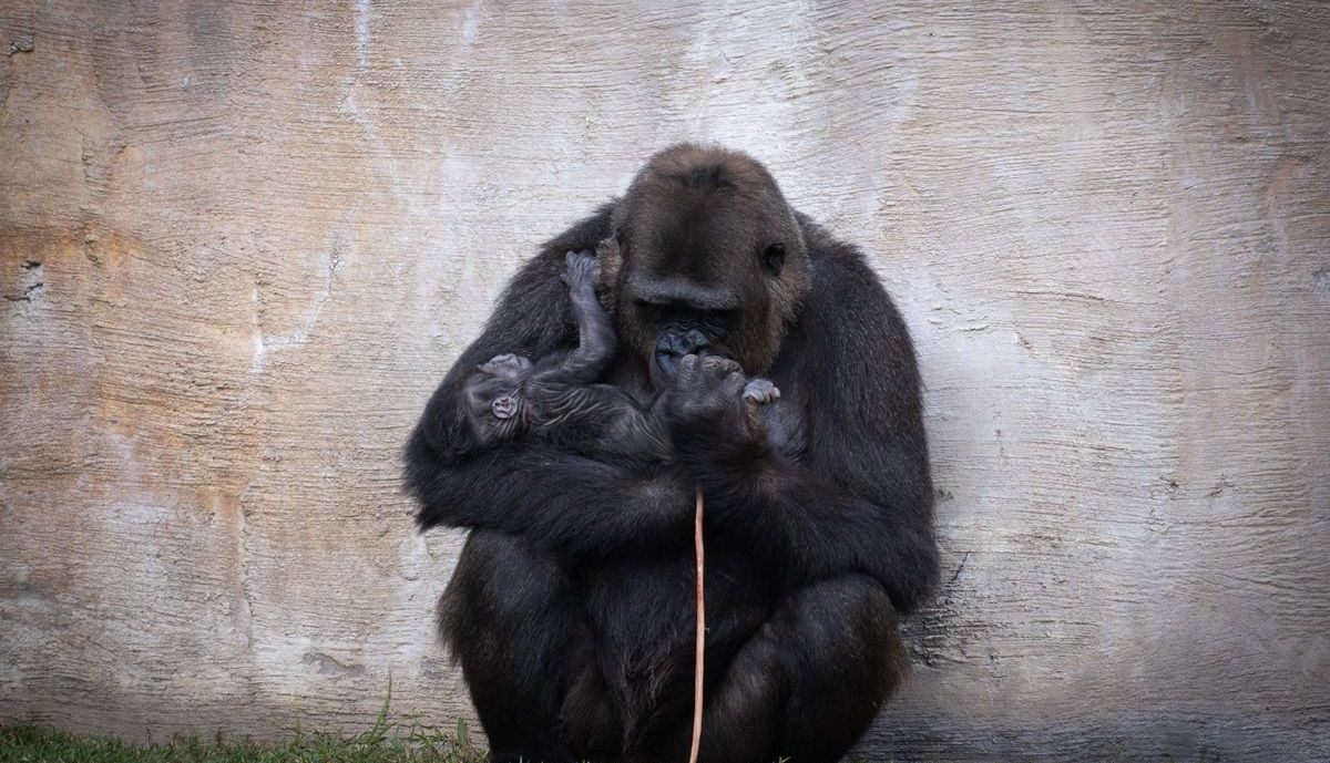 Nacimiento cria de gorila en Bioparc Fuengirola nov 2025 1 (3)