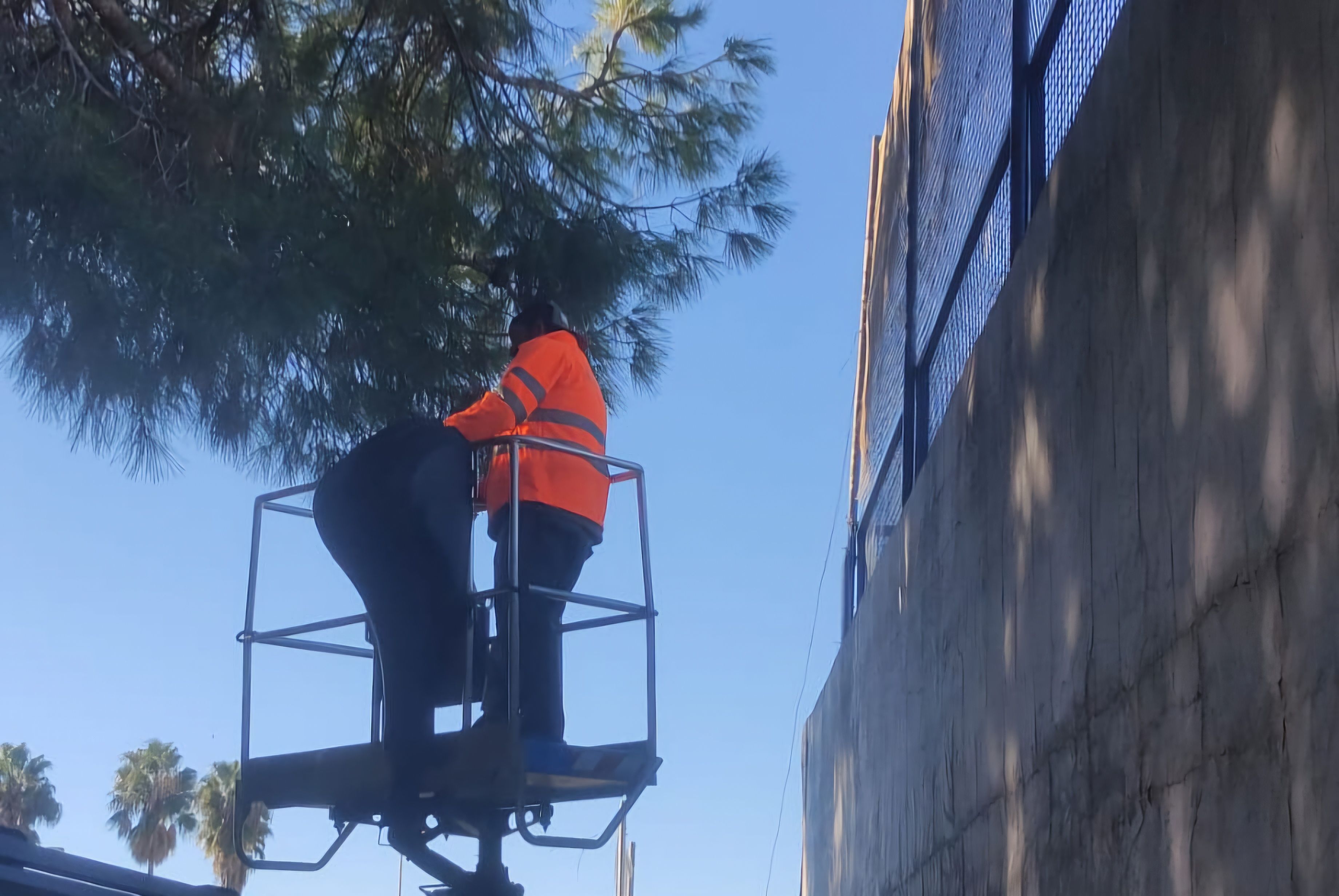 Trabajos de poda en el parque del Altillo en Jerez.
