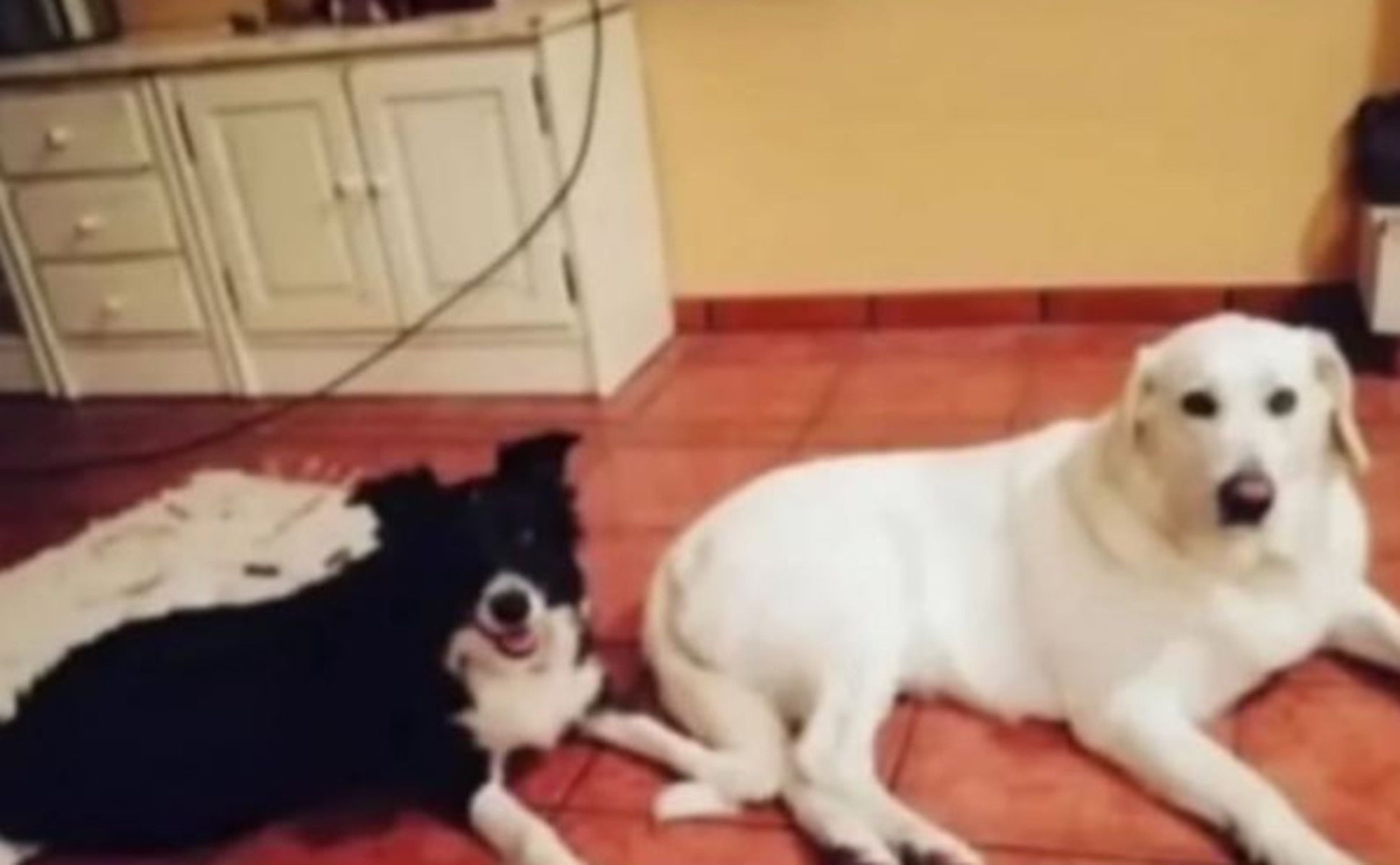 Ayuda para la adopción de estos perros en Puerto Real.