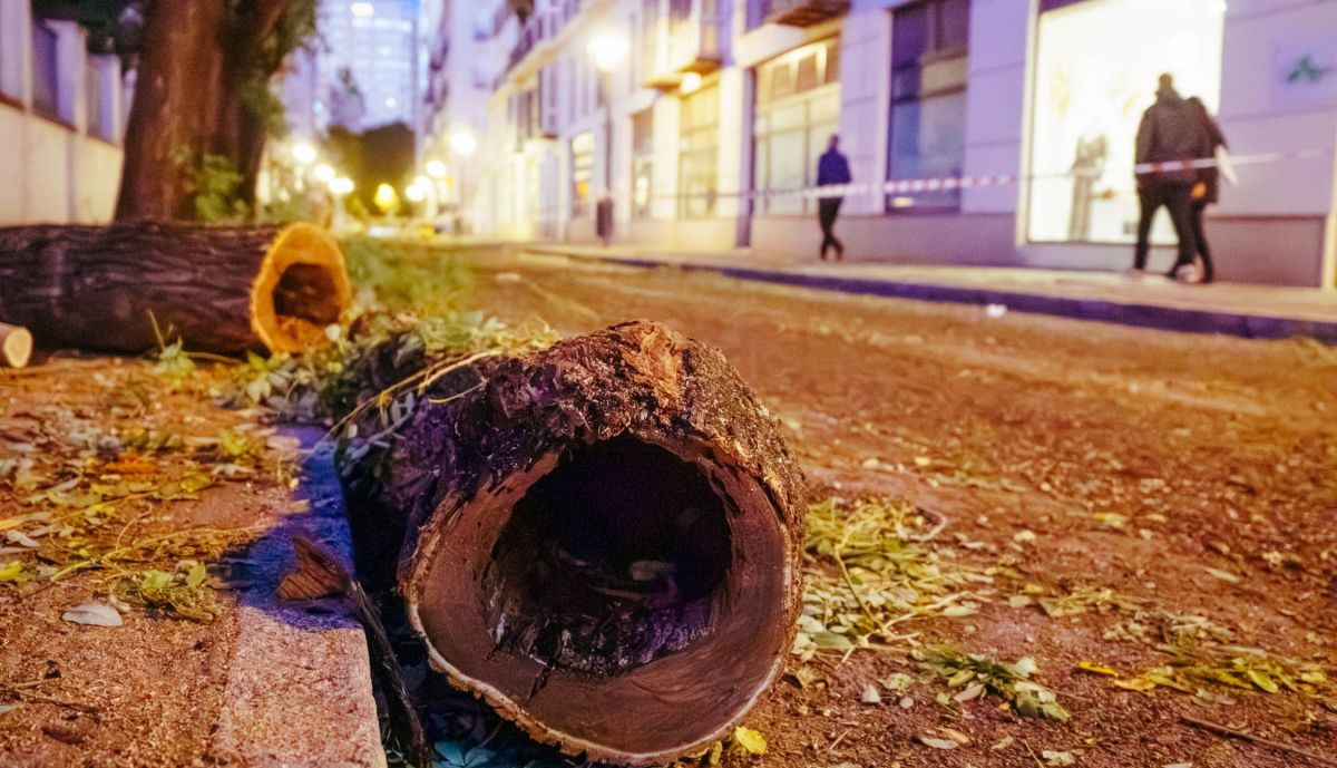 TALA DE ARBOLES CALLE SANTO DOMINGO 07