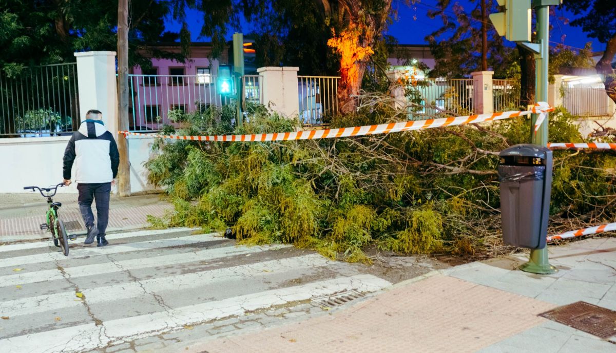 Tala de árboles de la calle Santo Domingo de Jerez.