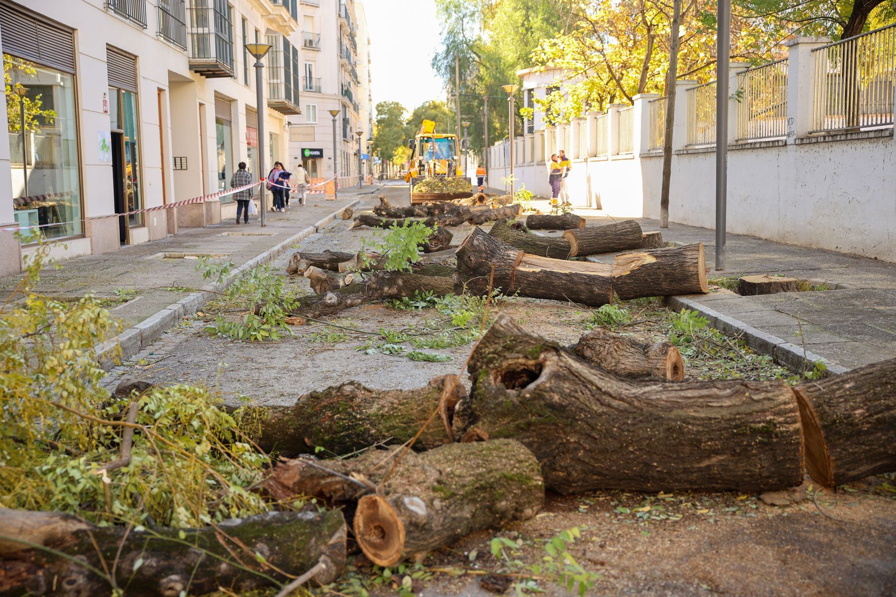 Restos de árboles en calle Santo Domingo.