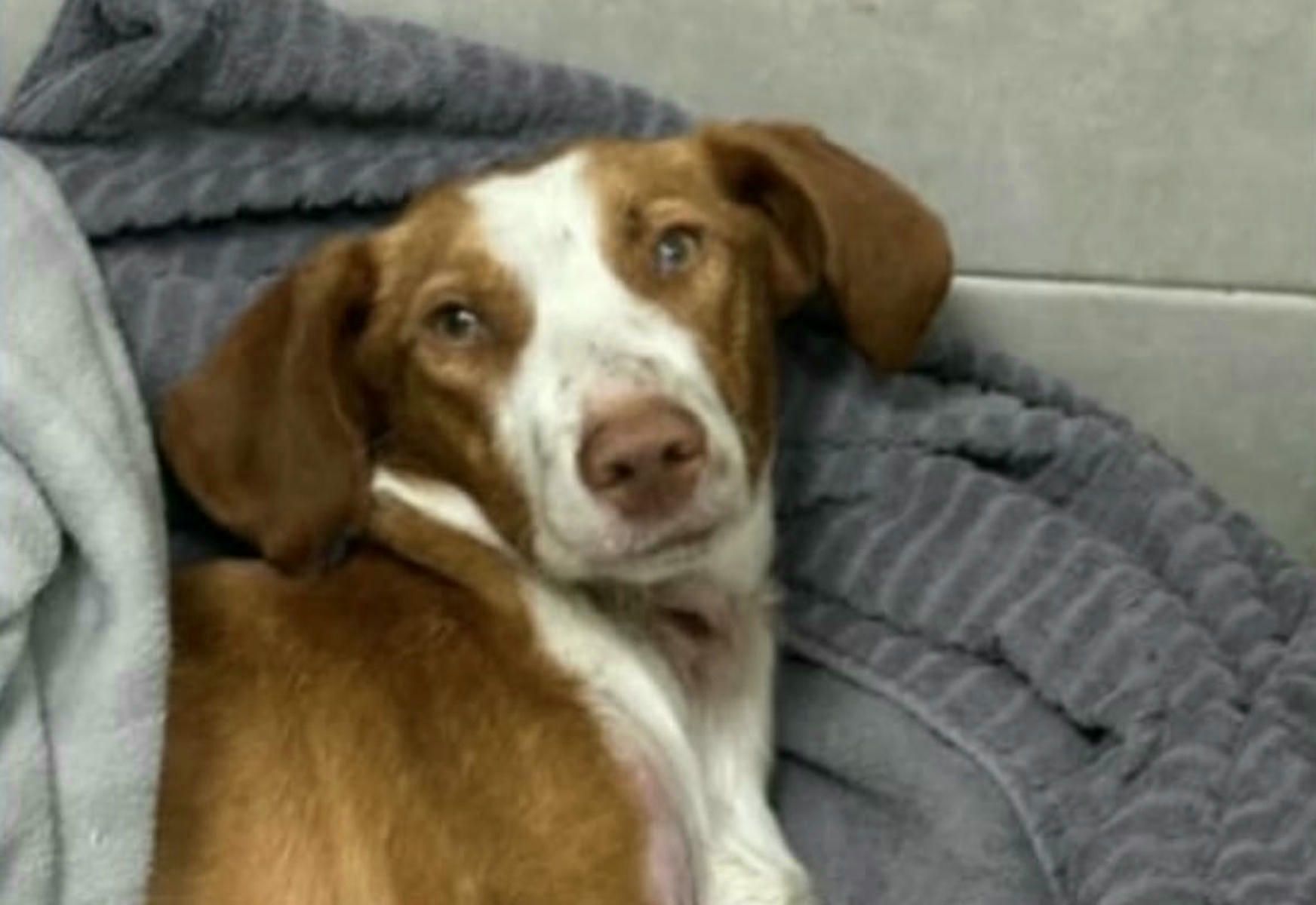 Perro atropellado que busca un nuevo hogar. Perro atropellado que busca un nuevo hogar.