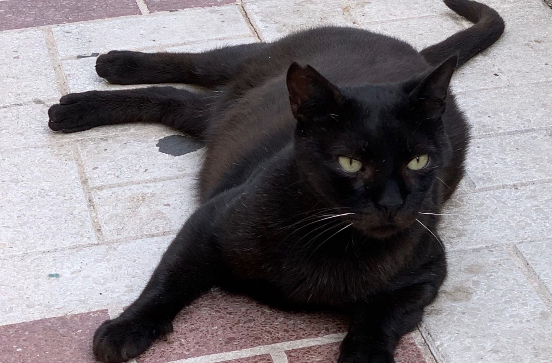 Bagheera, el gato de Alejandra que lleva seis meses perdido y por el que ofrecen 300 euros de recompensa. Bagheera, el gato de Alejandra que lleva seis meses perdido y por el que ofrecen 300 euros de recompensa.