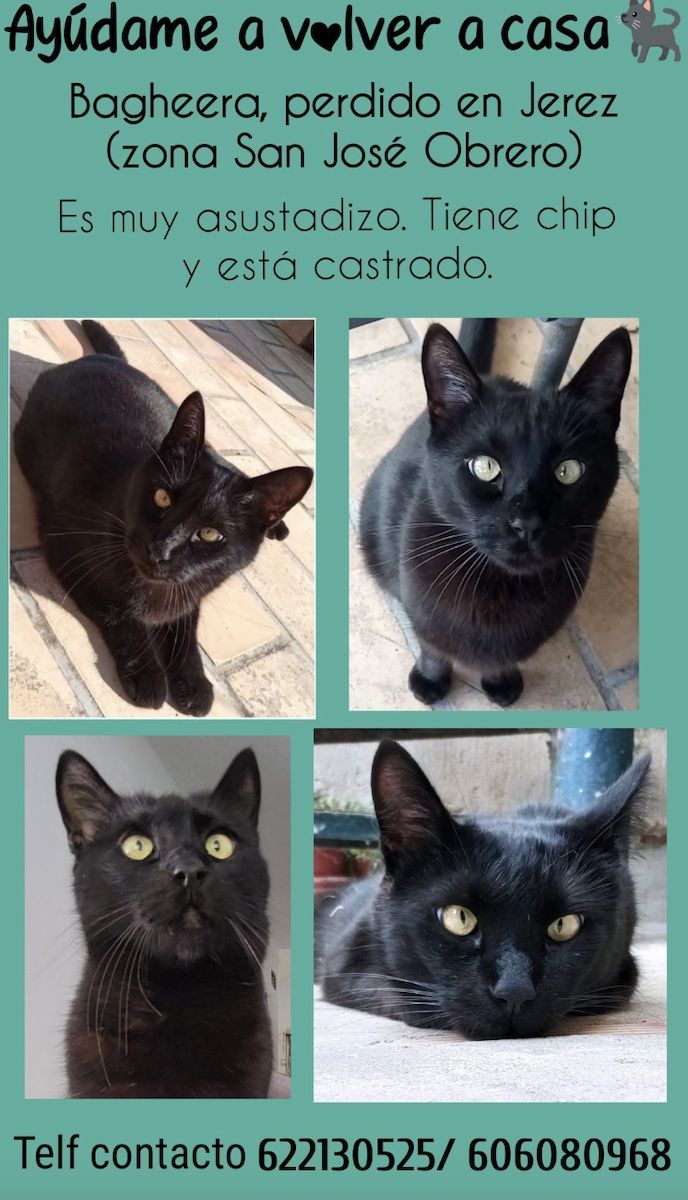 Cartek de búesqueda de Bagheera, el gato perdido en Jerez desde mayo.
