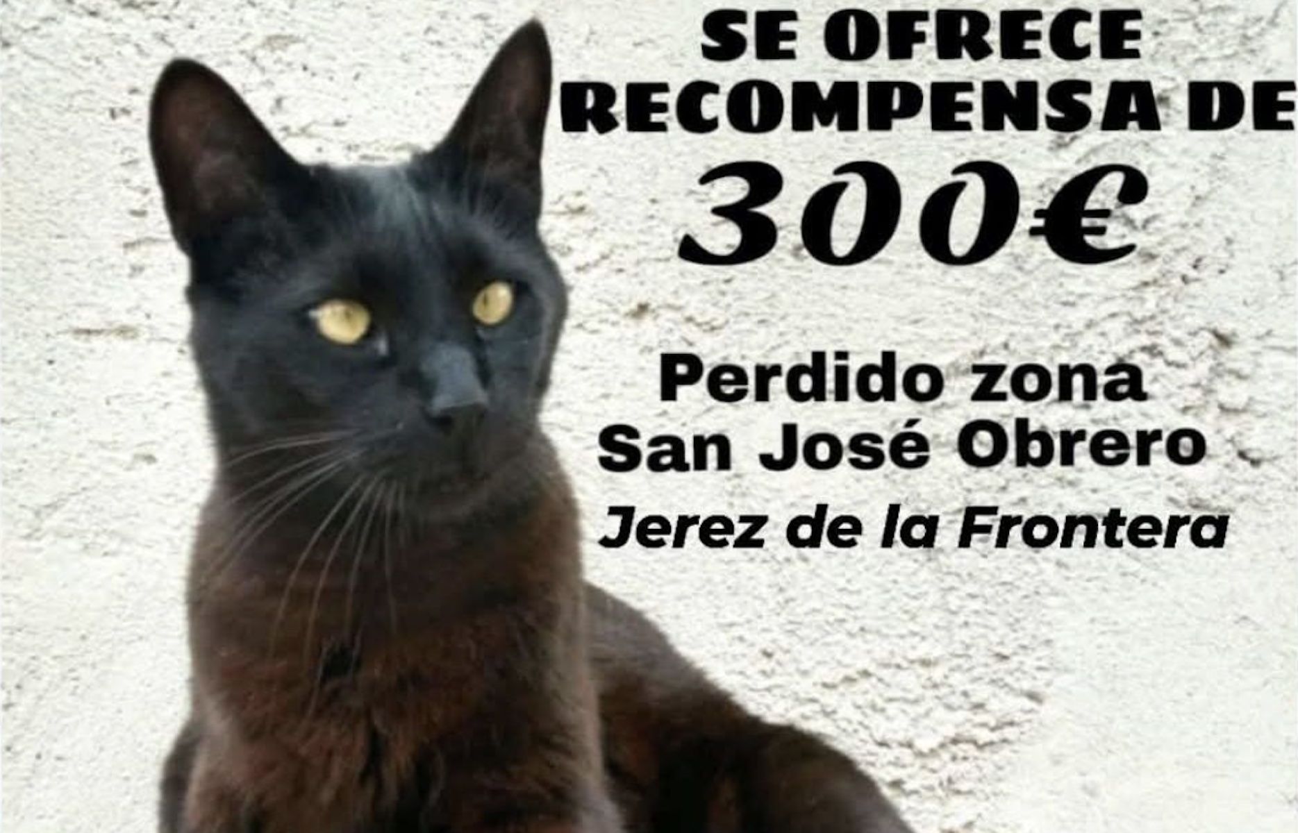 Bagheera, el gato perdido en Jerez desde mayo. Bagheera, el gato perdido en Jerez desde mayo.