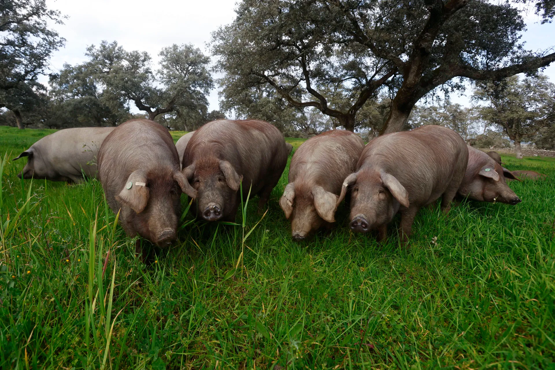 La montanera, fase de engorde del cerdo ibérico, va llegando a su fin en la dehesa del Valle de Los Pedroches (Córdoba).