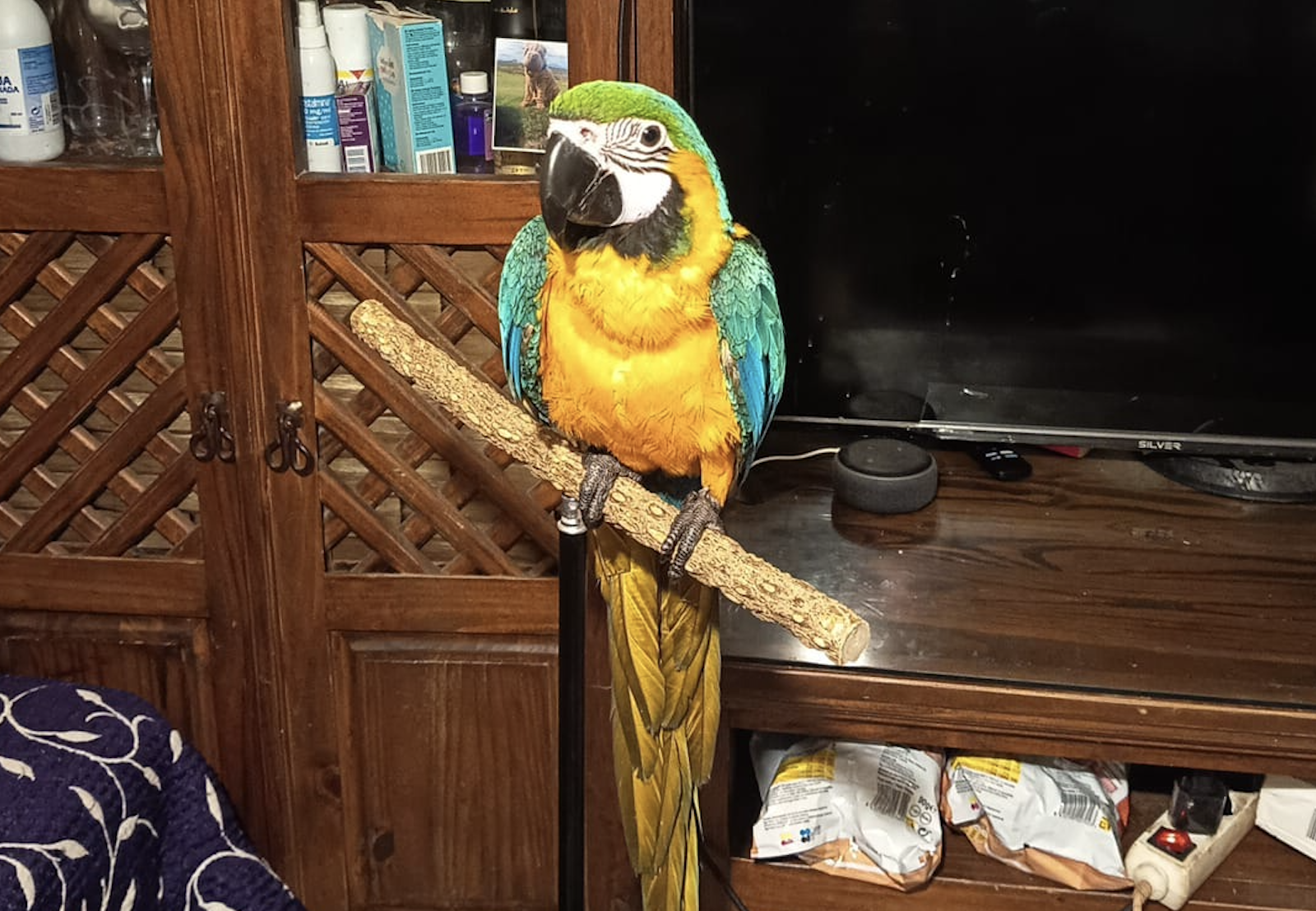 Sol, guacamayo desaparecido en Jerez.