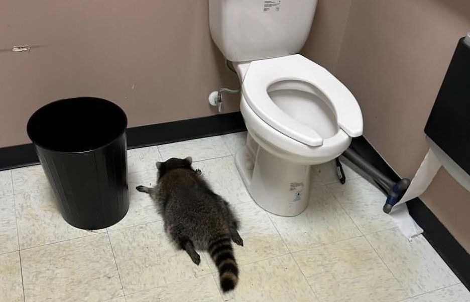 El mapache acabó dormido en el baño.